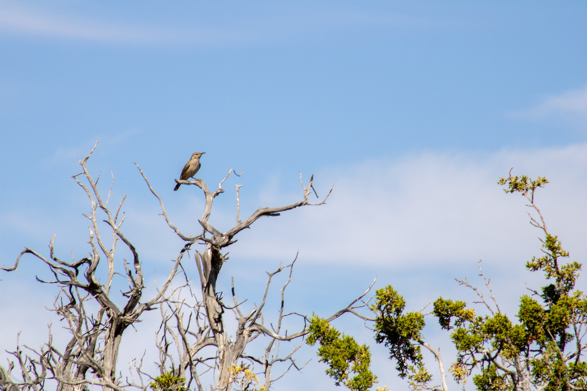 Bird perched on a tree branch. 