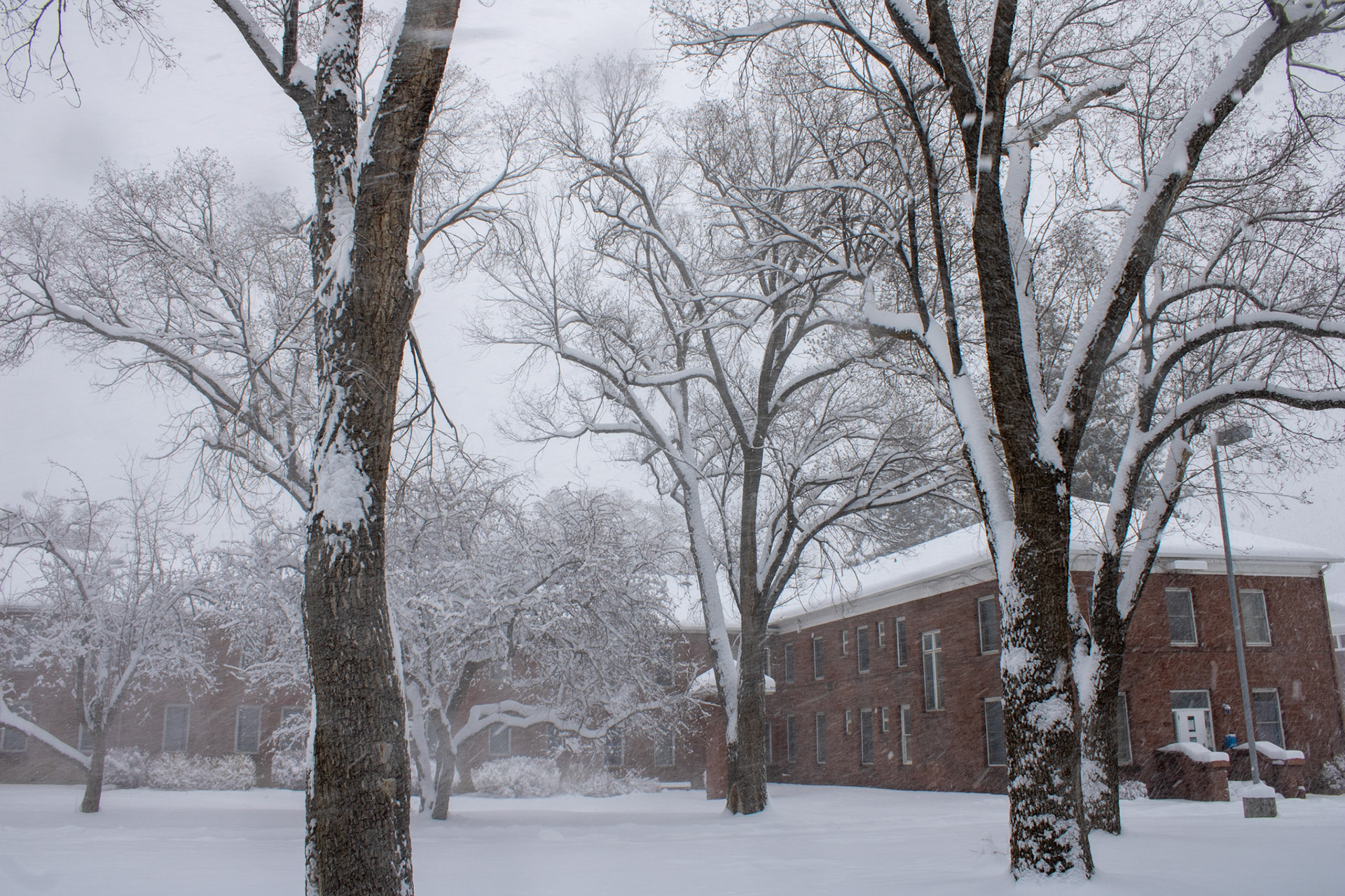 Trees covered in fresh snow. 