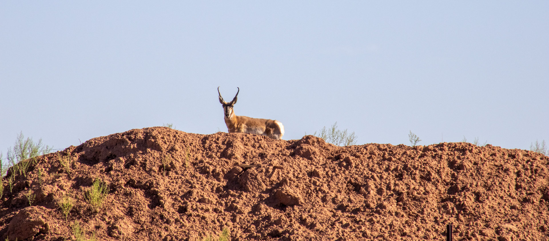 Pronghorn on a hill in the desert. 