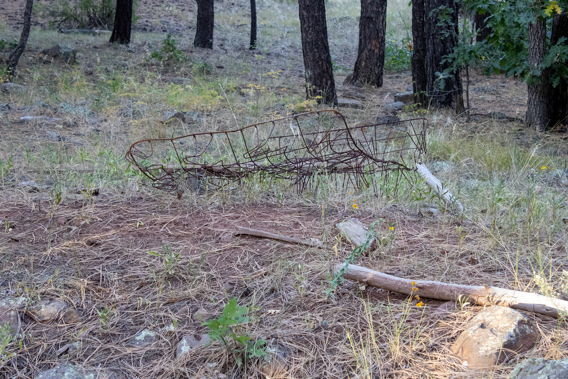 Remanent of a wire bedframe on the forest floor. 