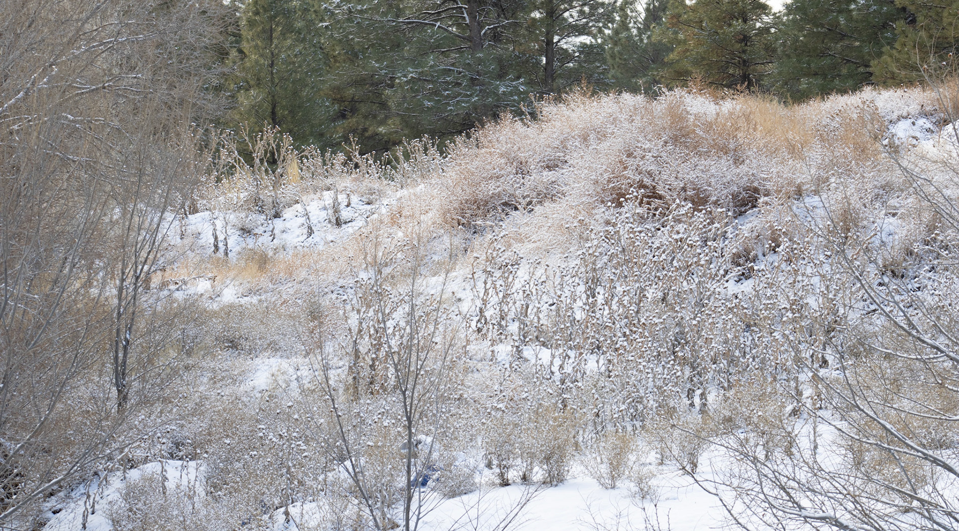 Hillside after light snow coverage. 