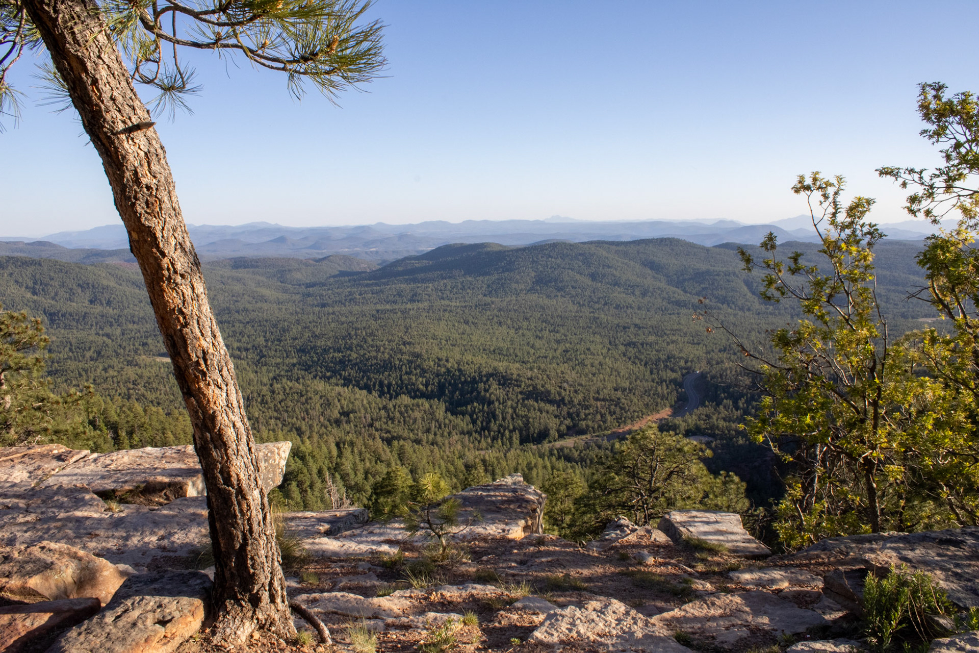 View of a forest from a cliffside. 