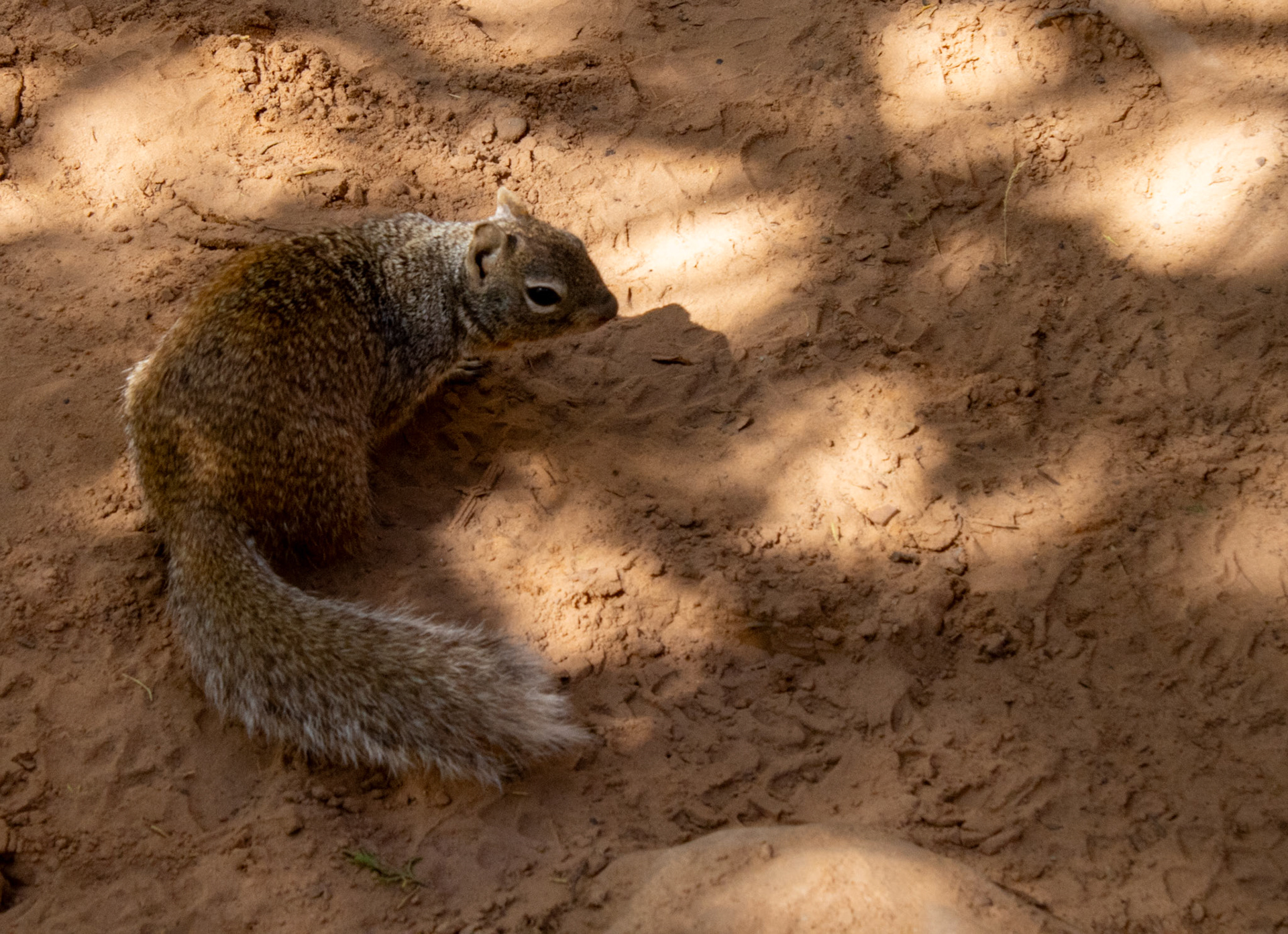 Squirrel found on hiking trail. 