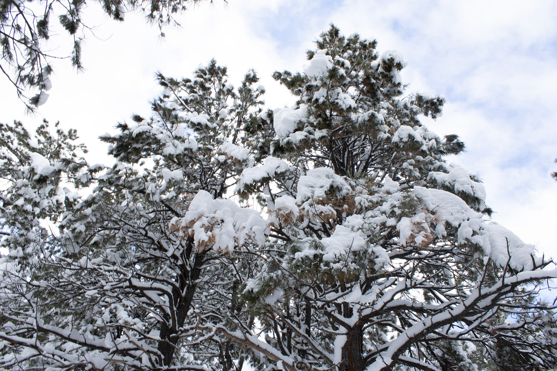 Tops of trees covered with snow. 