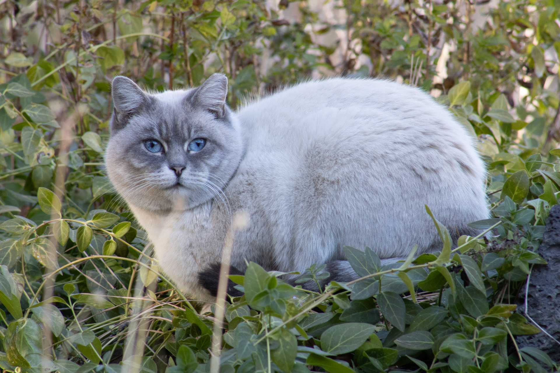 Cat staring straight ahead while laying in brush. 
