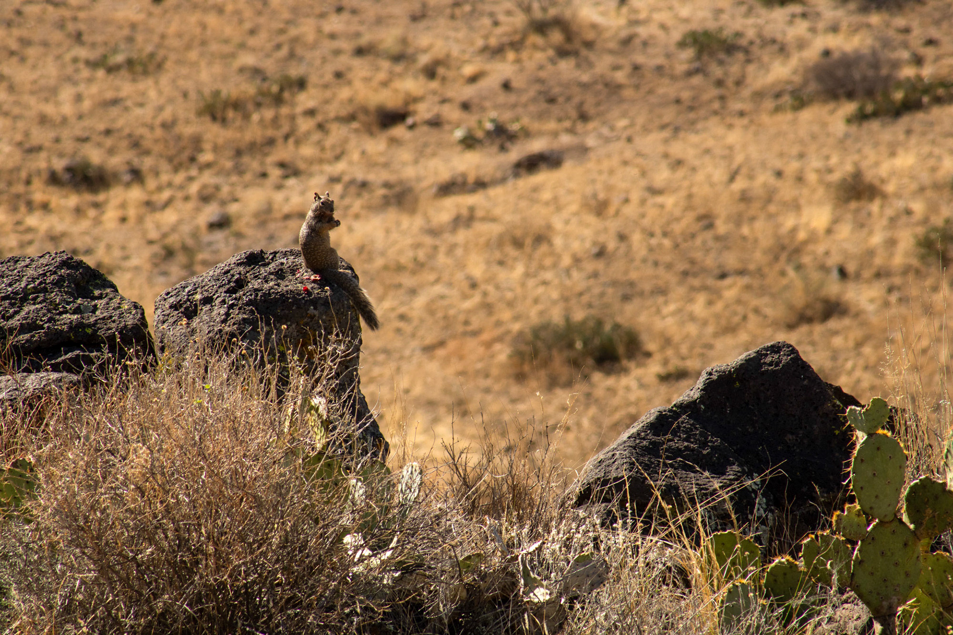 Gopher perched on a rock in the desert. 