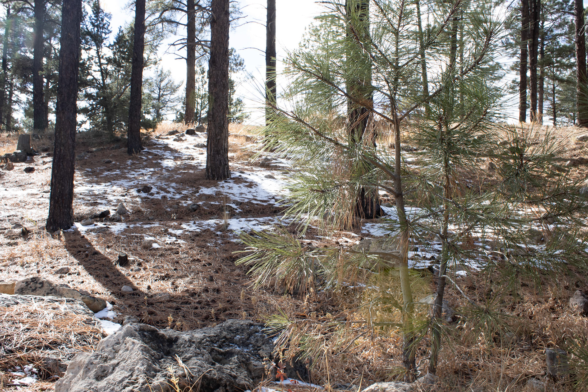 Forest hillside a few days after snow. 