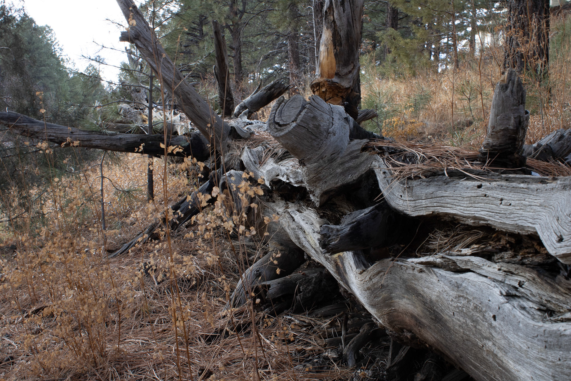 Fallen tree beside a hiking trail. 