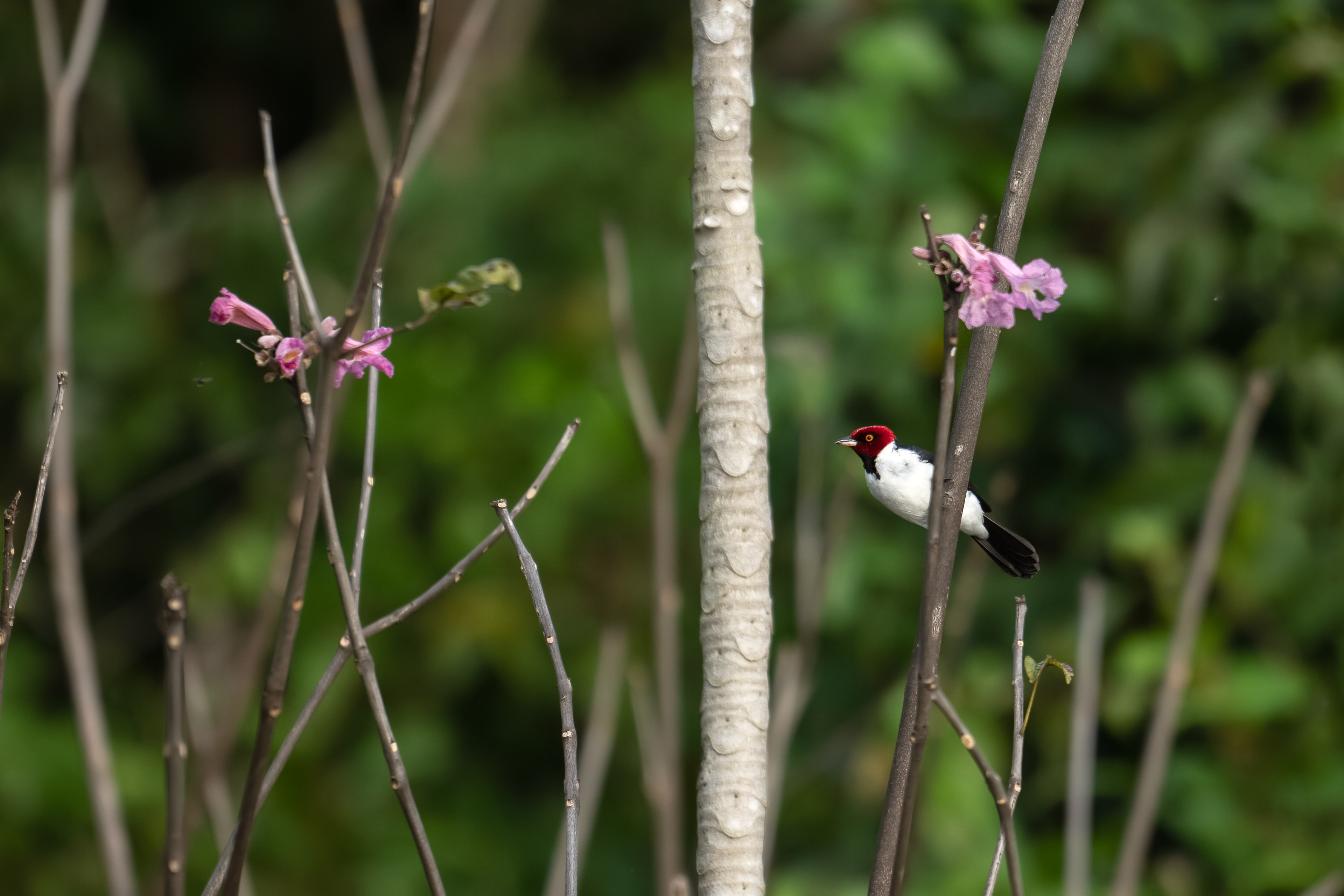 Red-capped Cardinal - Maués River - Maués, Brazil