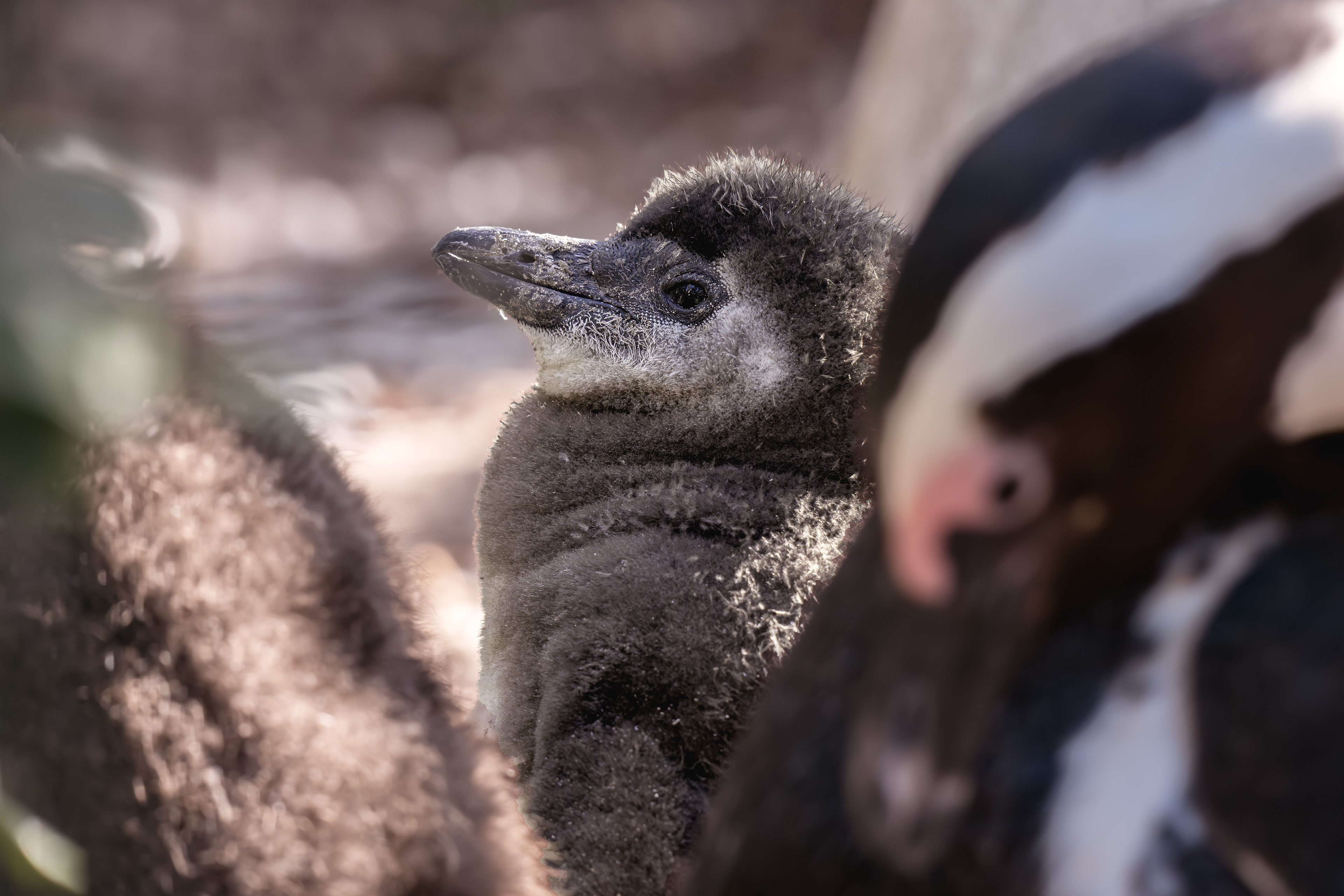 African Penguin - baby - Boulders Beach - The Cape - South Africa
