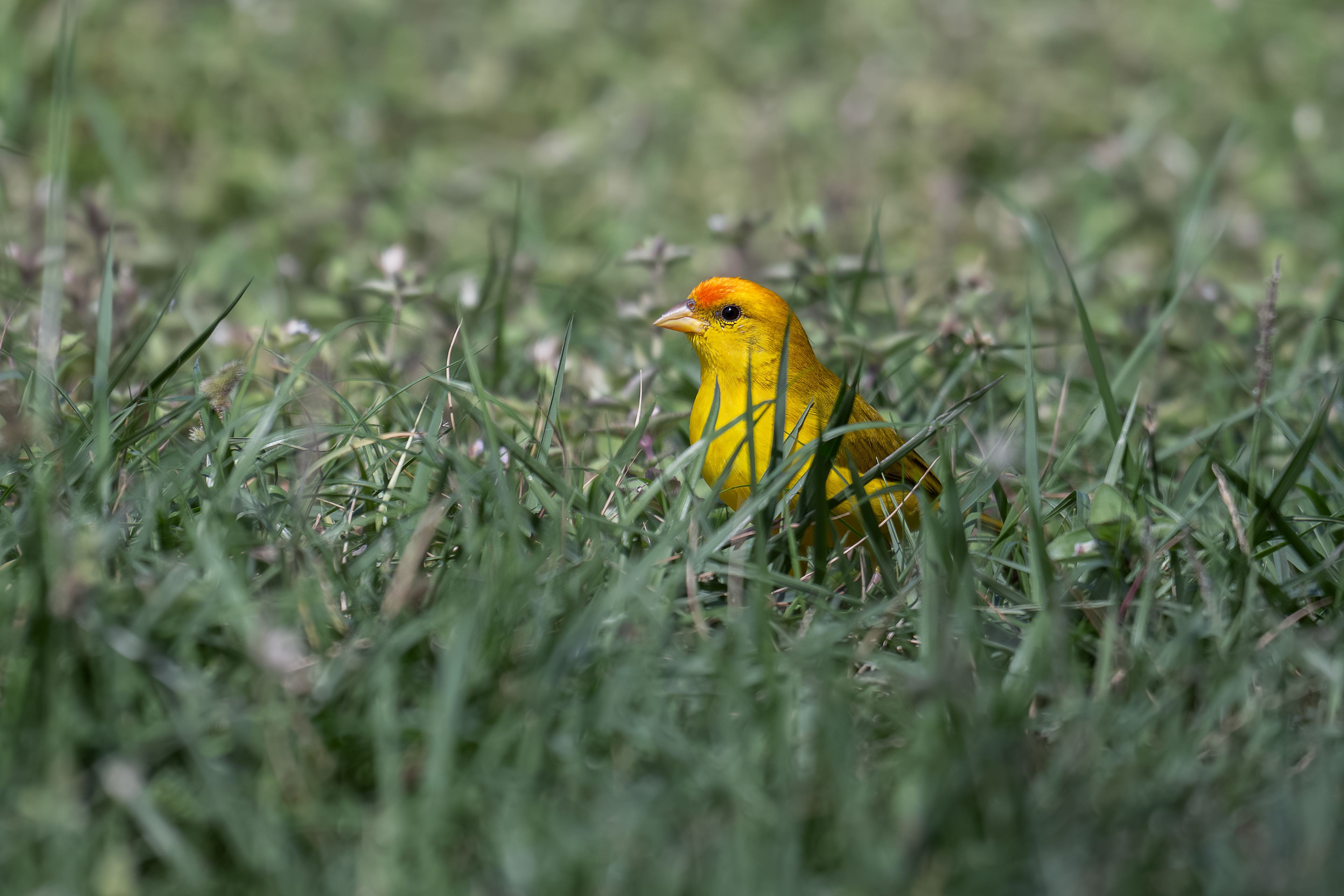 Orange-fronted Yellow-finch - male - Tropical Executive Hotel - Manuas, Brazil