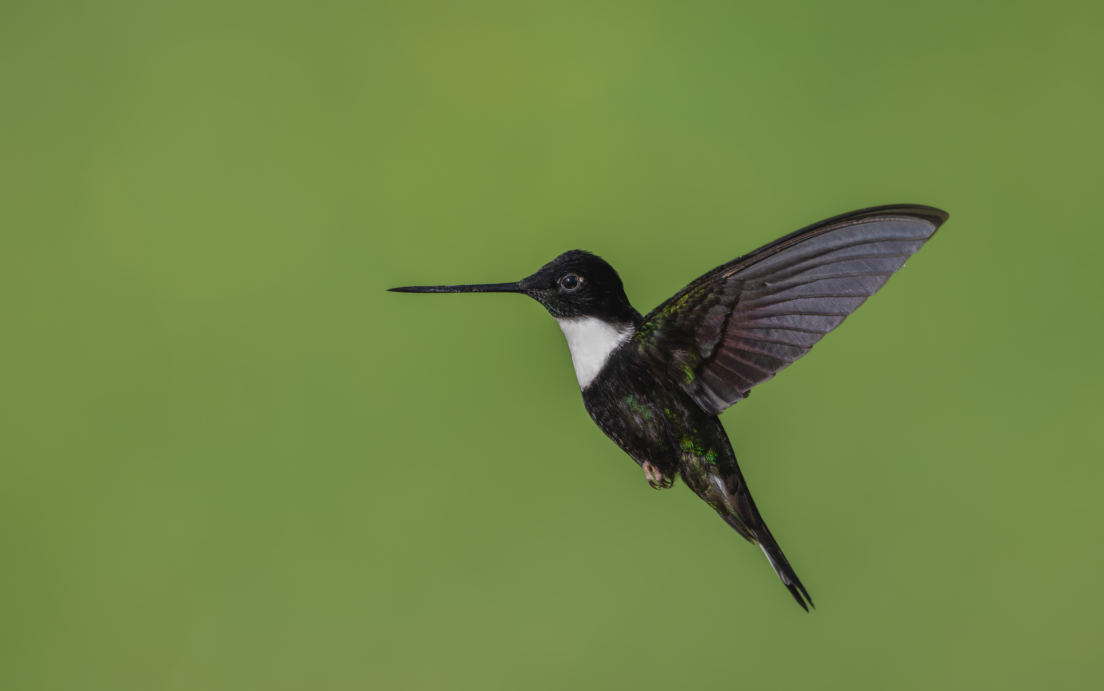 Collared Inca - El Color de mis Rêves Glamping - Caldas, Colombia