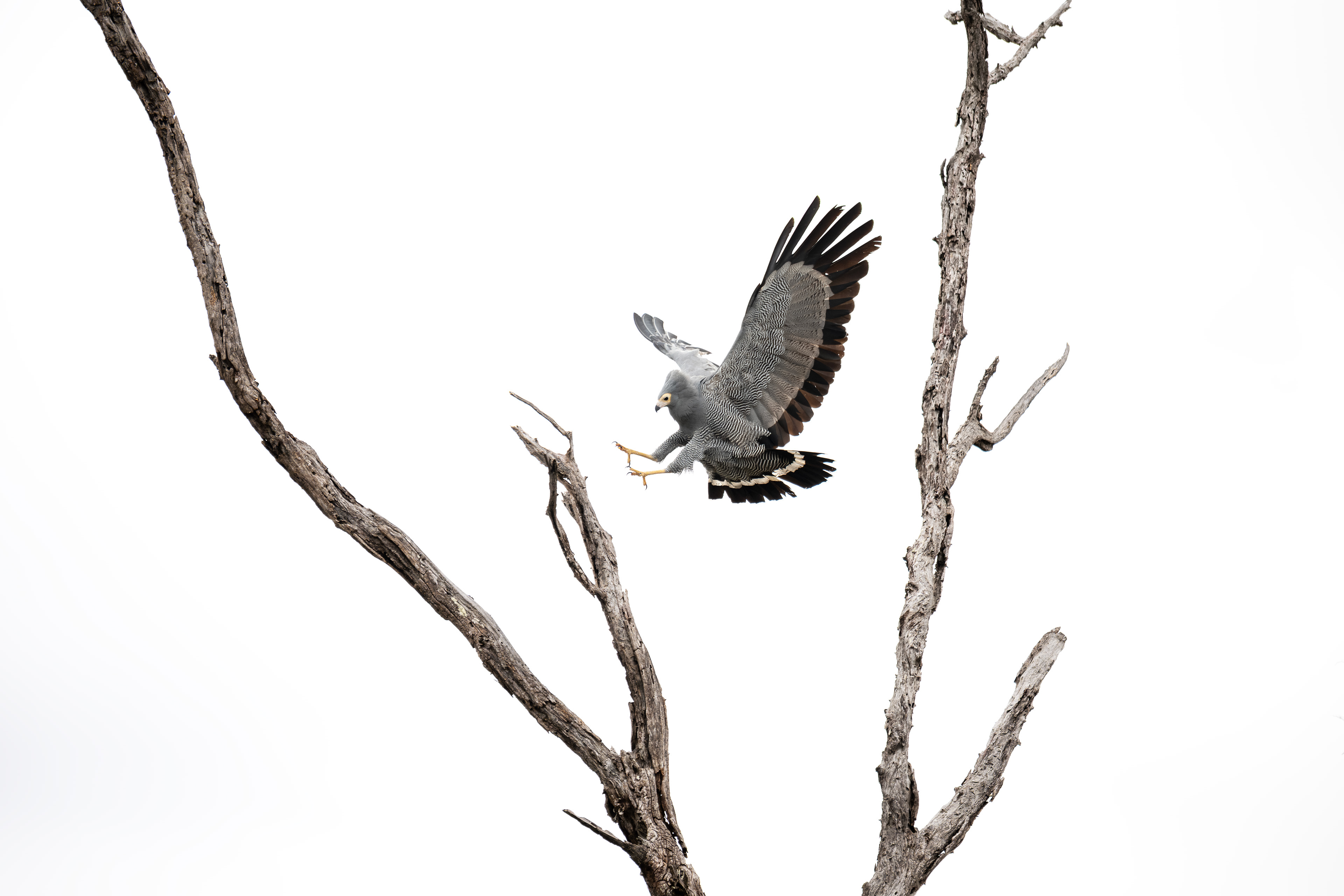 African Harrier Hawk - female - Kruger Nation Park, South Africa