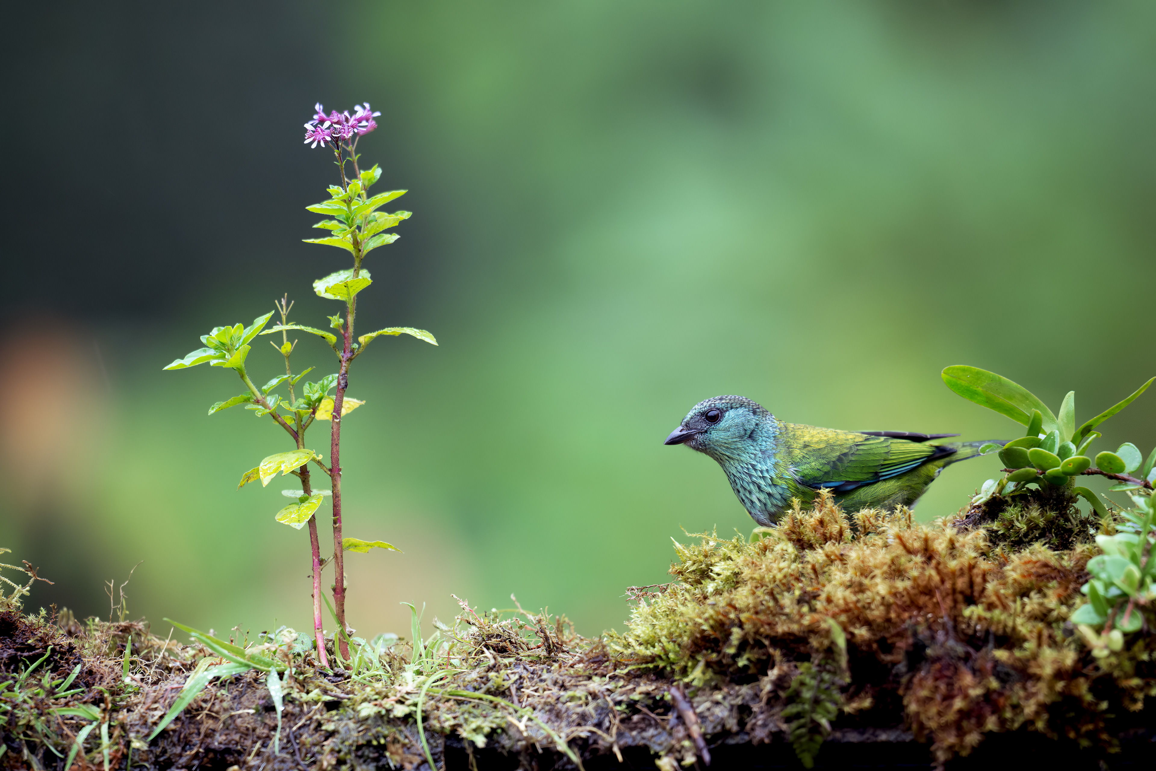 Black-capped Tanager - San Felipe, Colombia