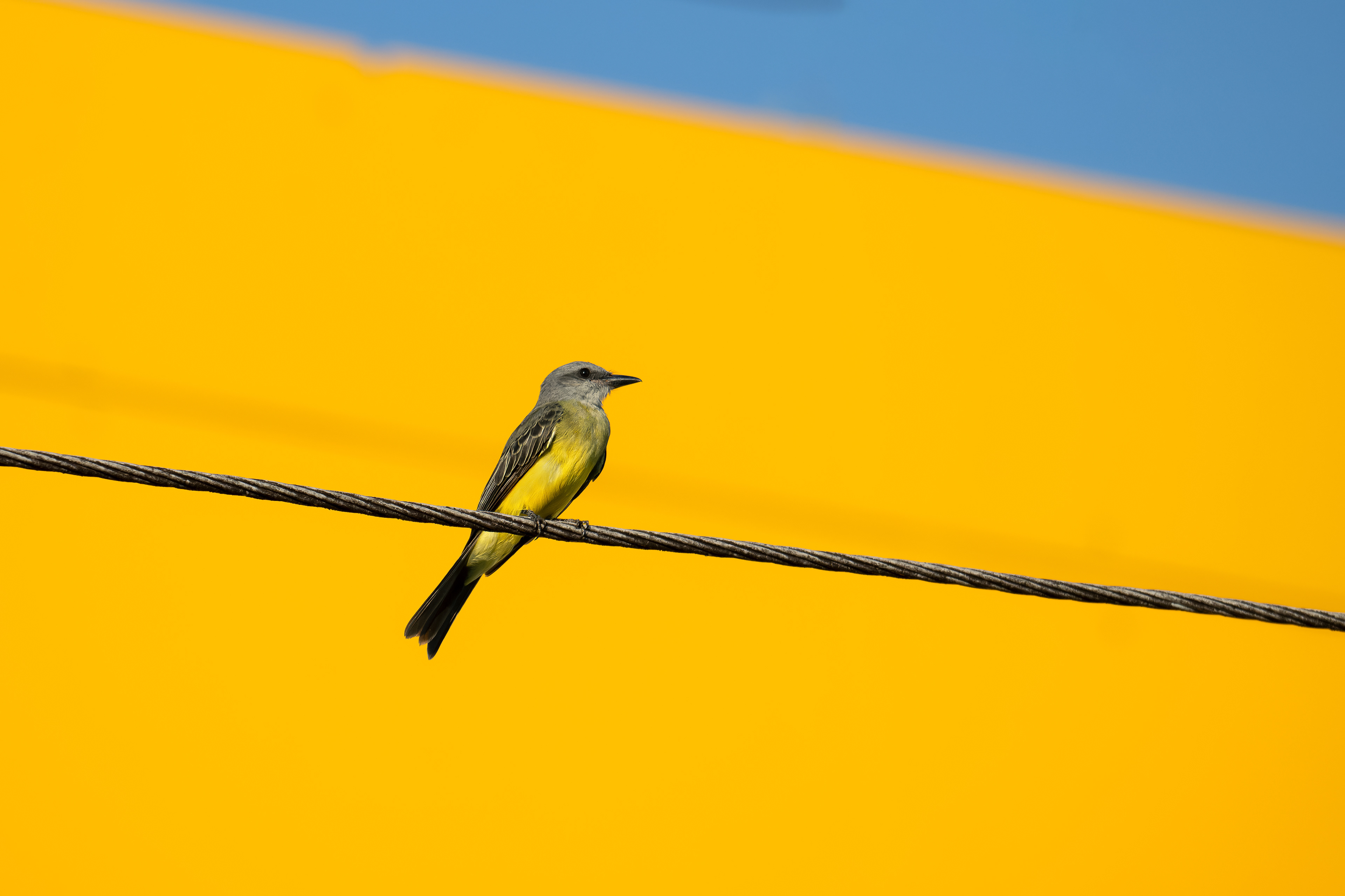 Tropical Kingbird - Maues, Brazil