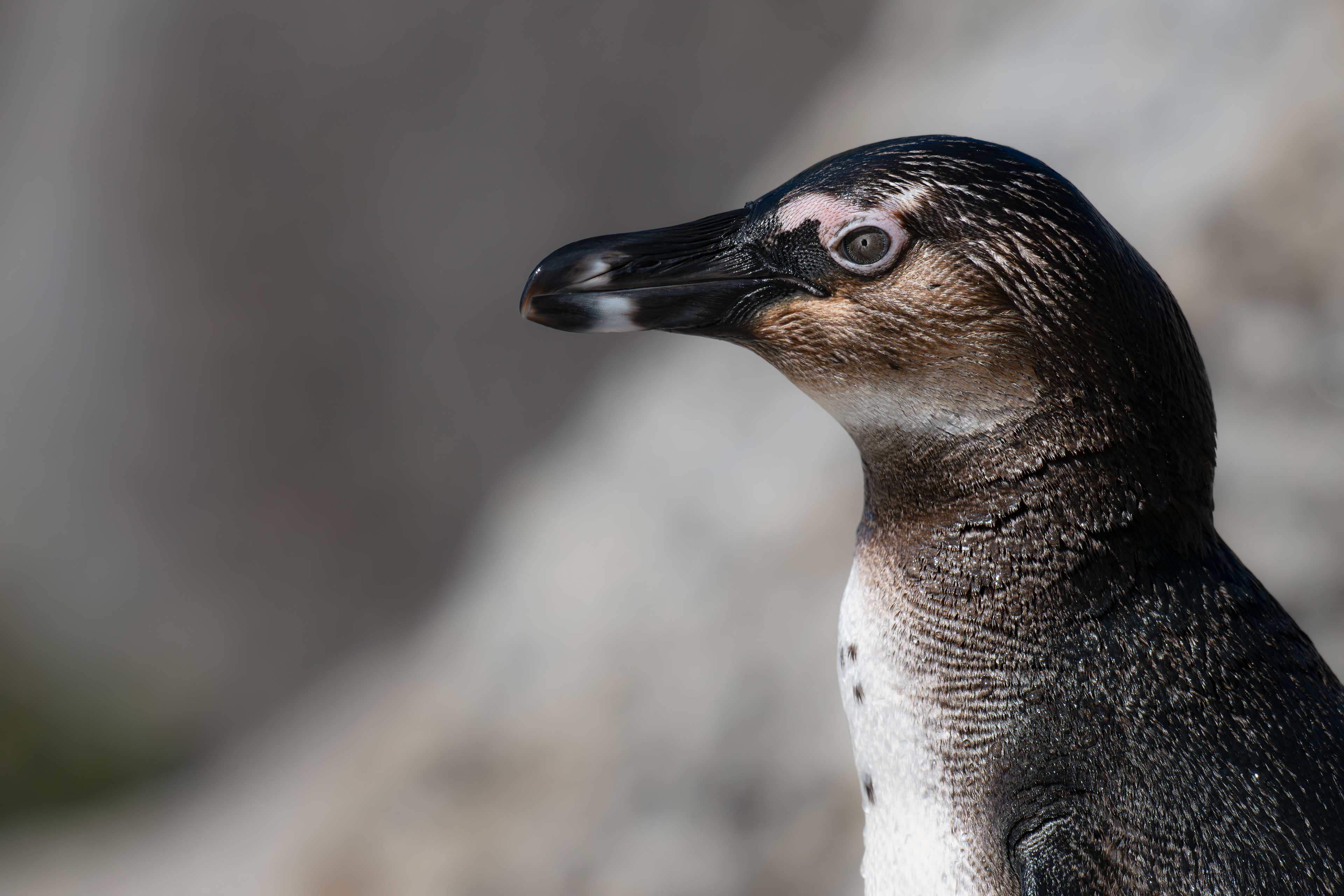 African Penguin - young - Boulders Beach - The Cape - South Africa
