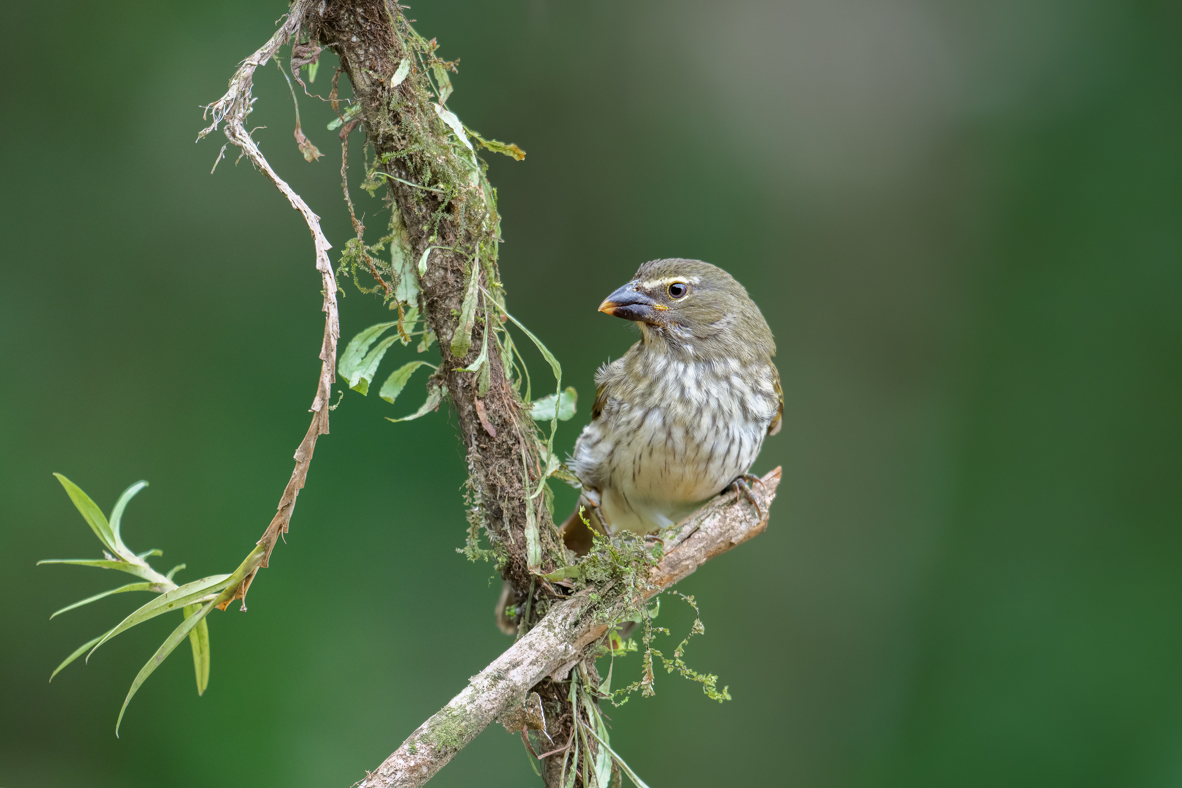 Streaked Saltator - San Felipe - Cauca, Colombia