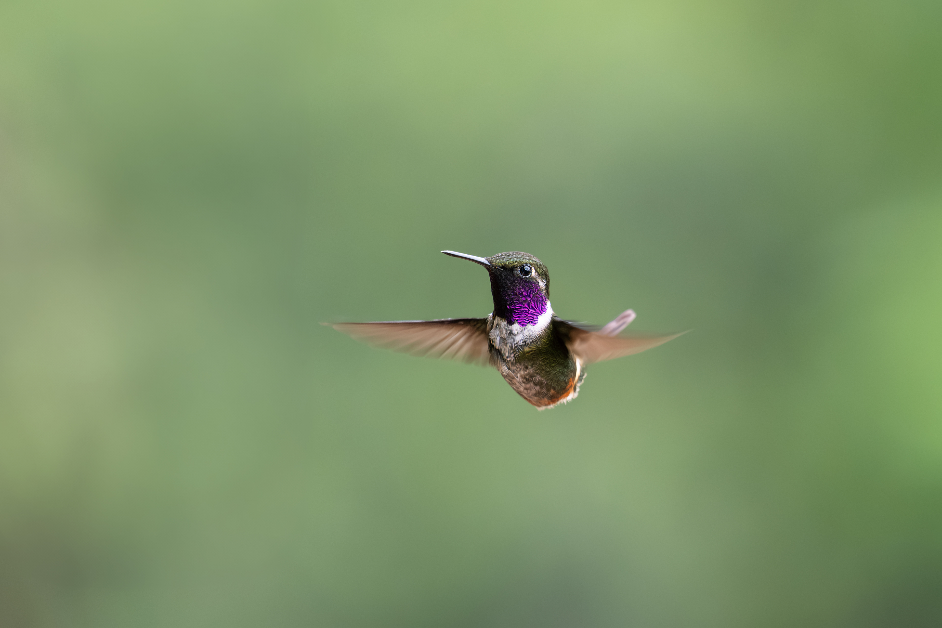 Purple-throated Woodstar - male - Vía Cali - Dagua - Cauca, Colombia
