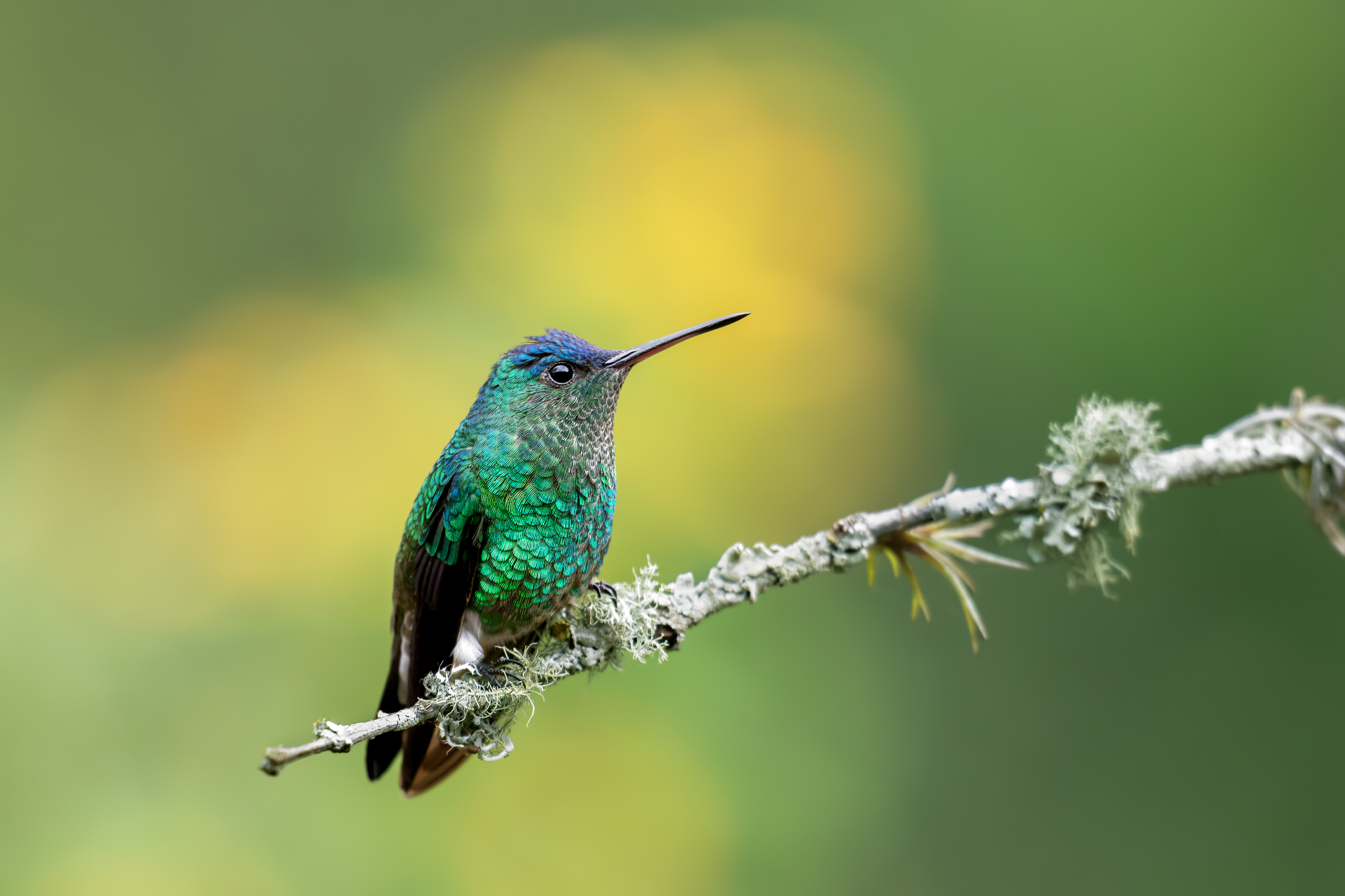 Indigo-capped Hummingbird - RN El Retorno de los Colibríes - Tolima, Colombia