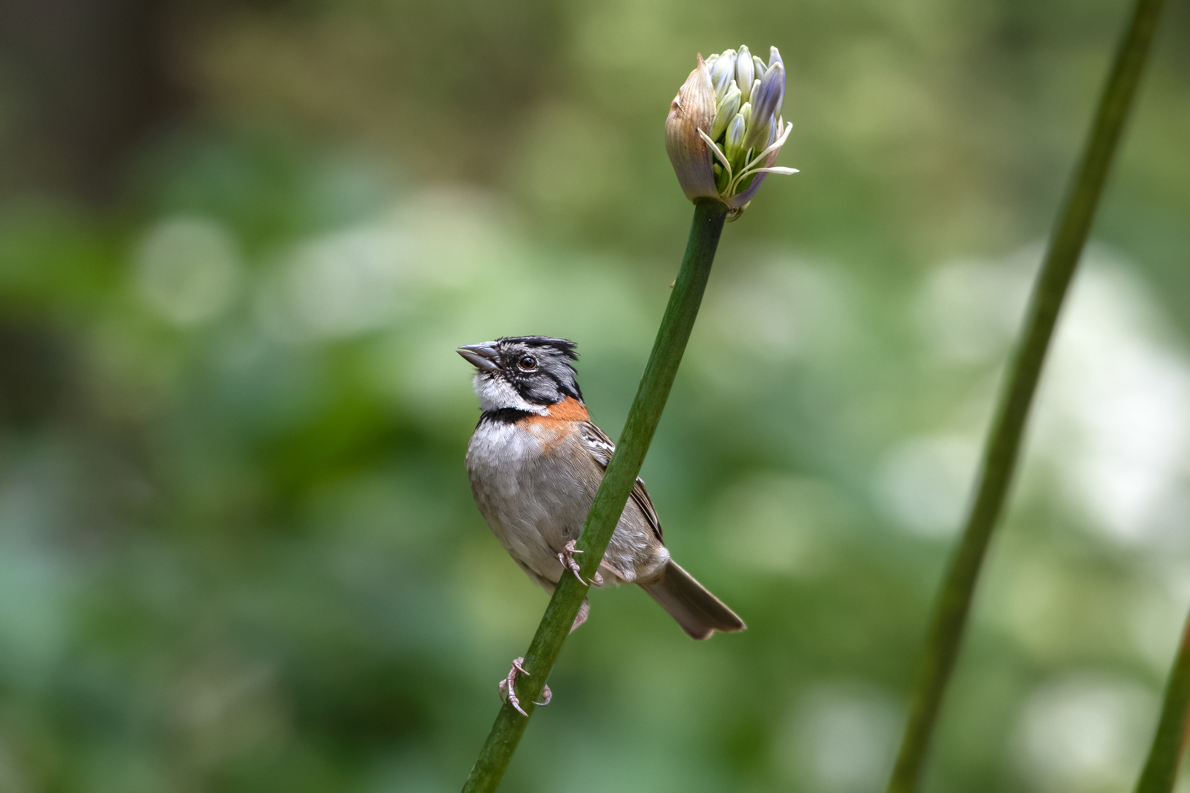 Rufous-collared Sparrow - Bastú Garden - Costa Rica