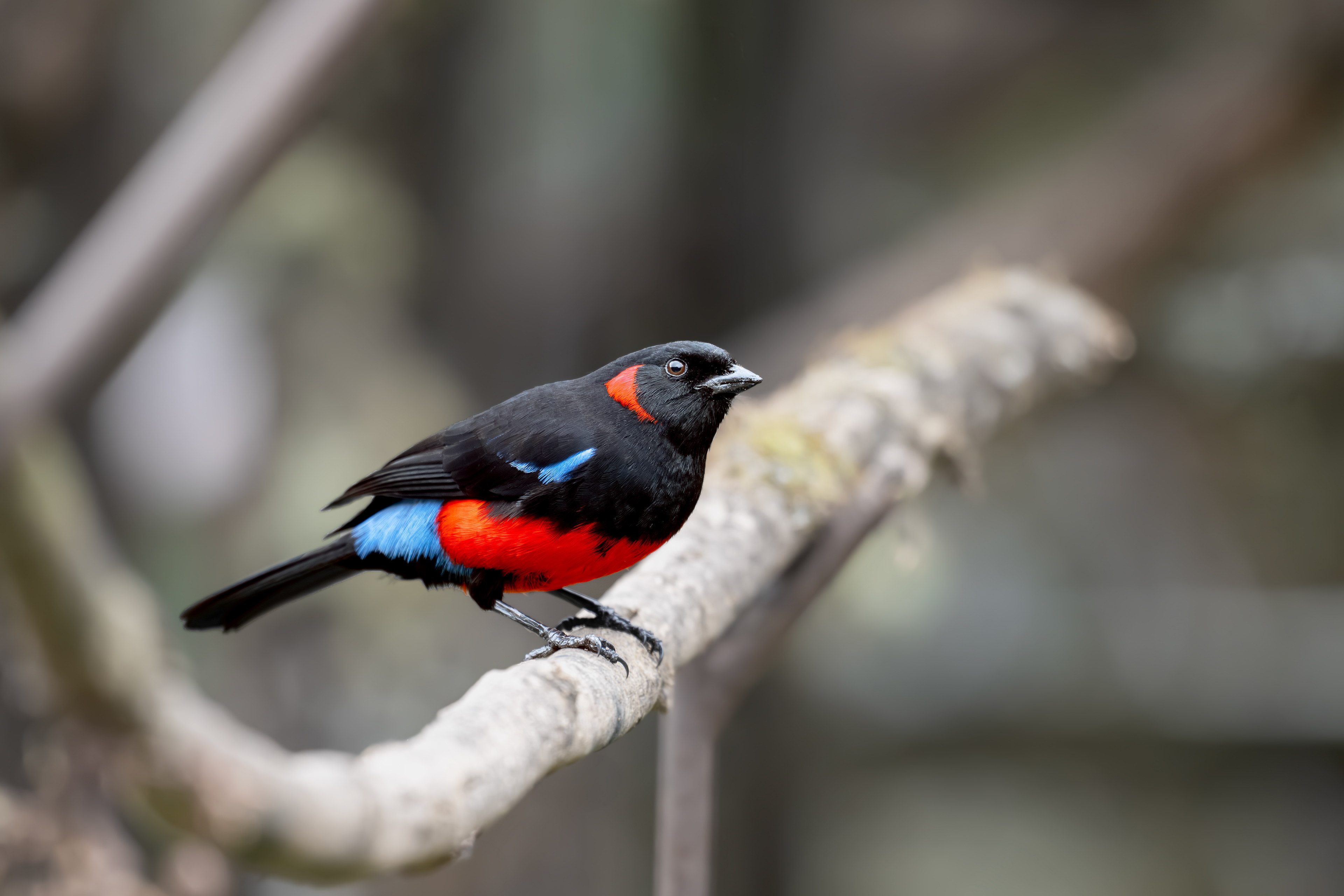 Scarlet-bellied Mountain Tanager - Hotel Termales del Ruíz - Caldas, Colombia