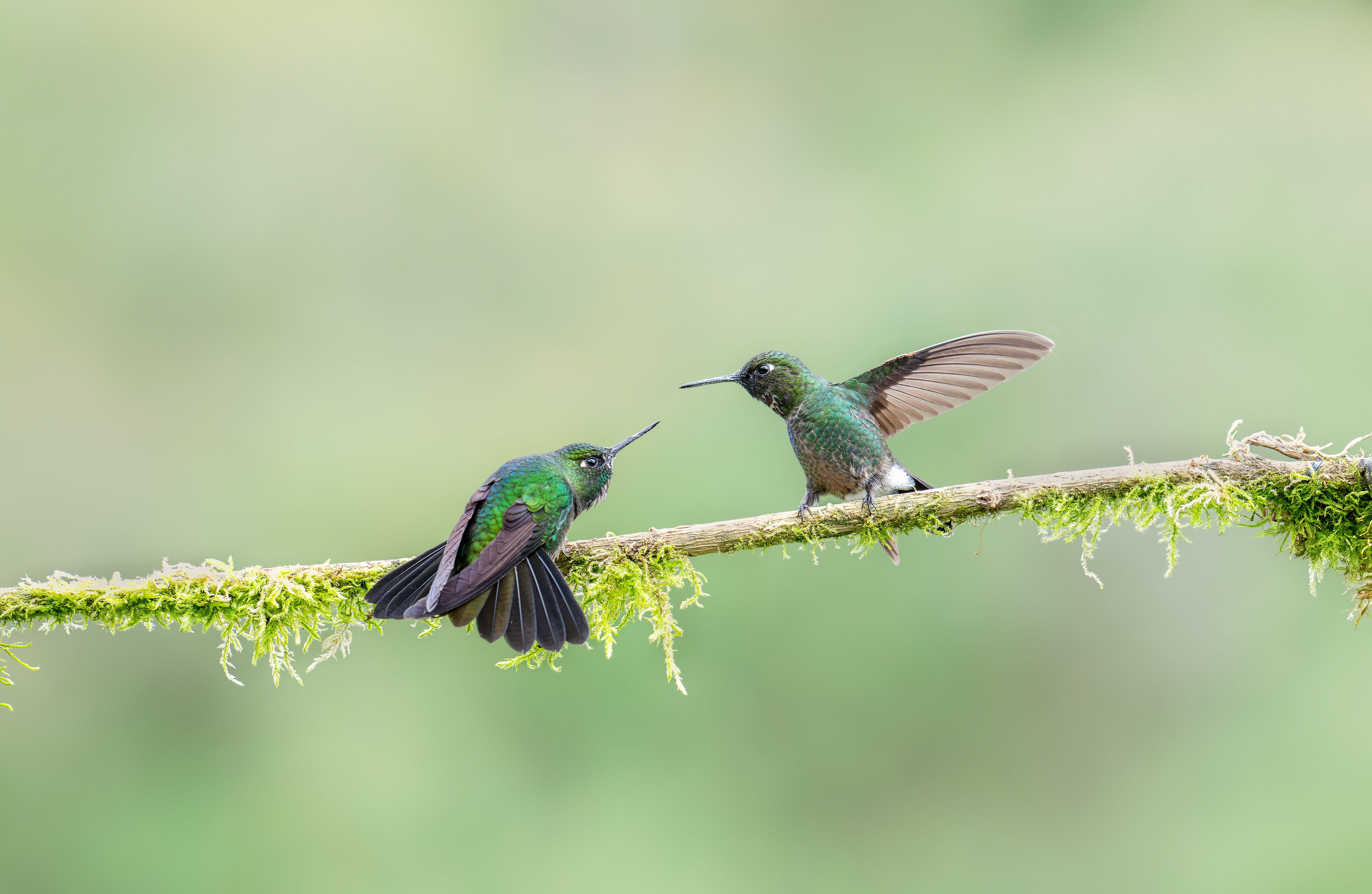 Tourmaline Sunangels - Hecienda El Bosque - Caldas, Colombia