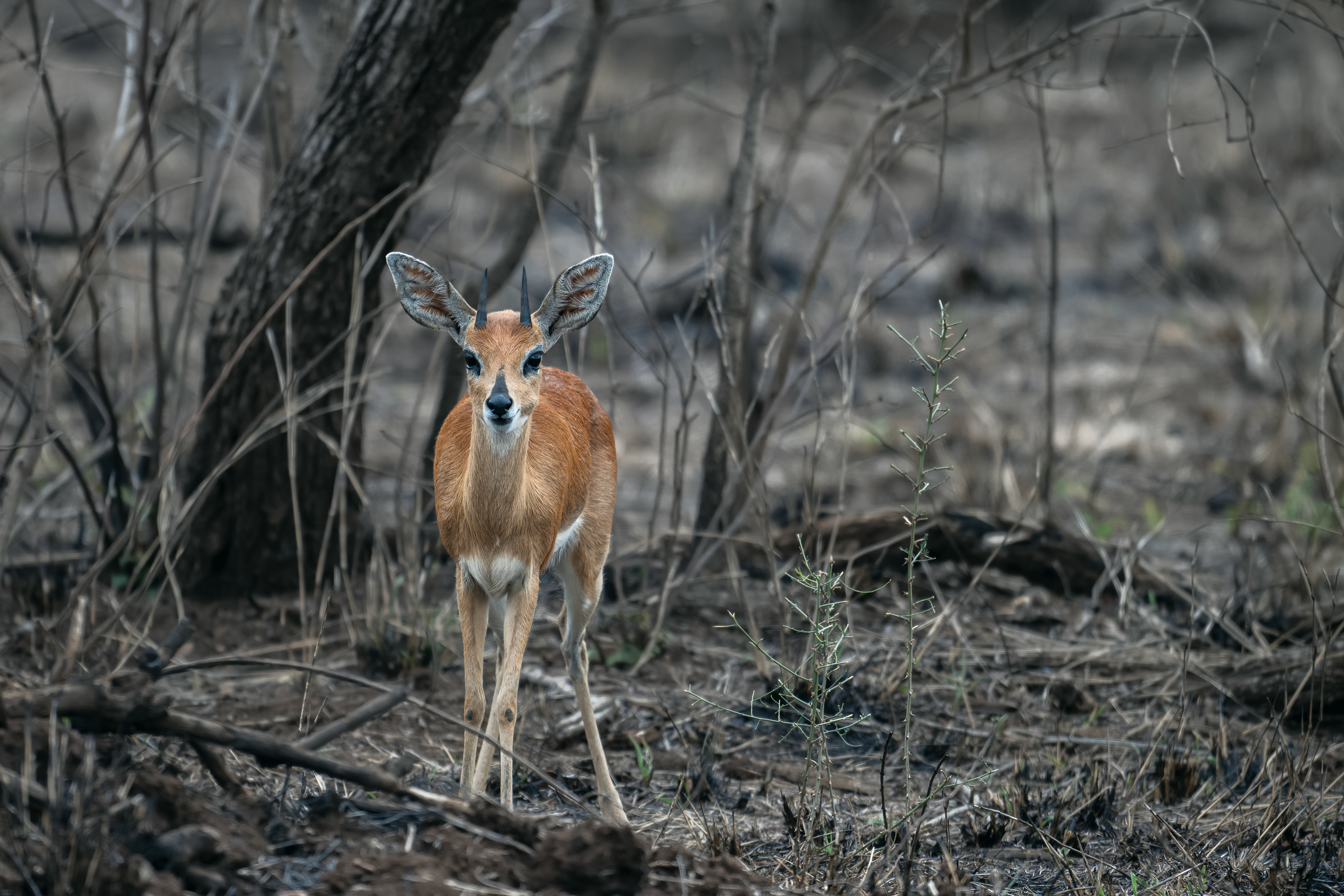 Steenbok - Kruger National Park - South Africa
