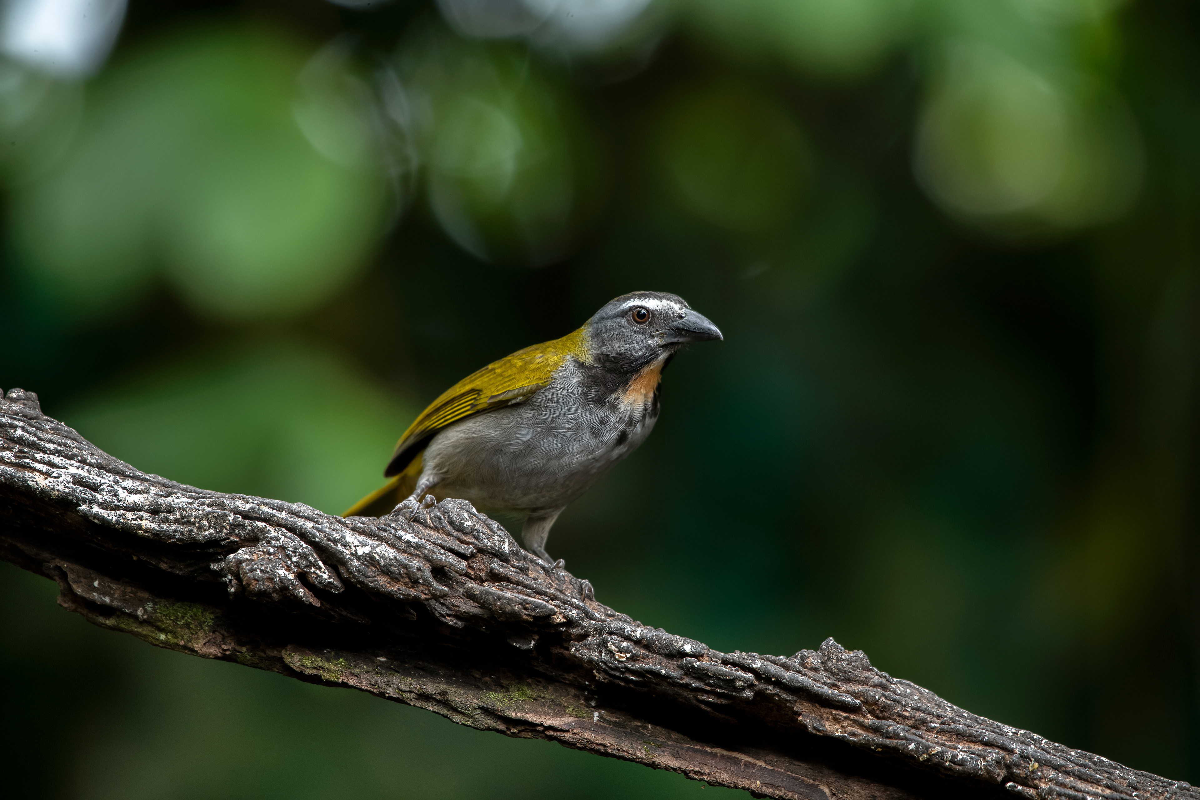 Buff-throated Saltator - Donde Cope - Costa Rica