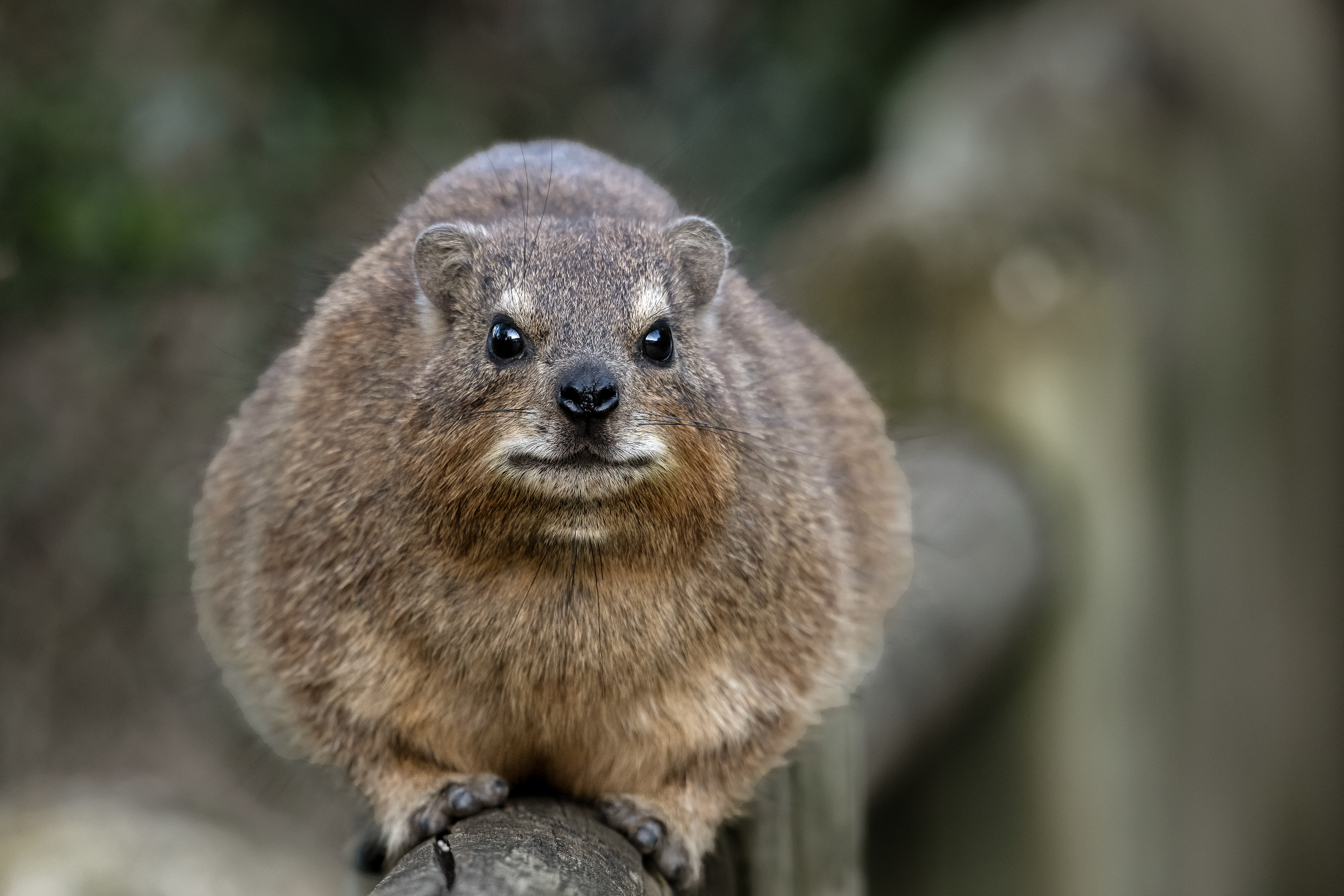 Rock Hyrax - Boulders Beach - The Cape - South Africa