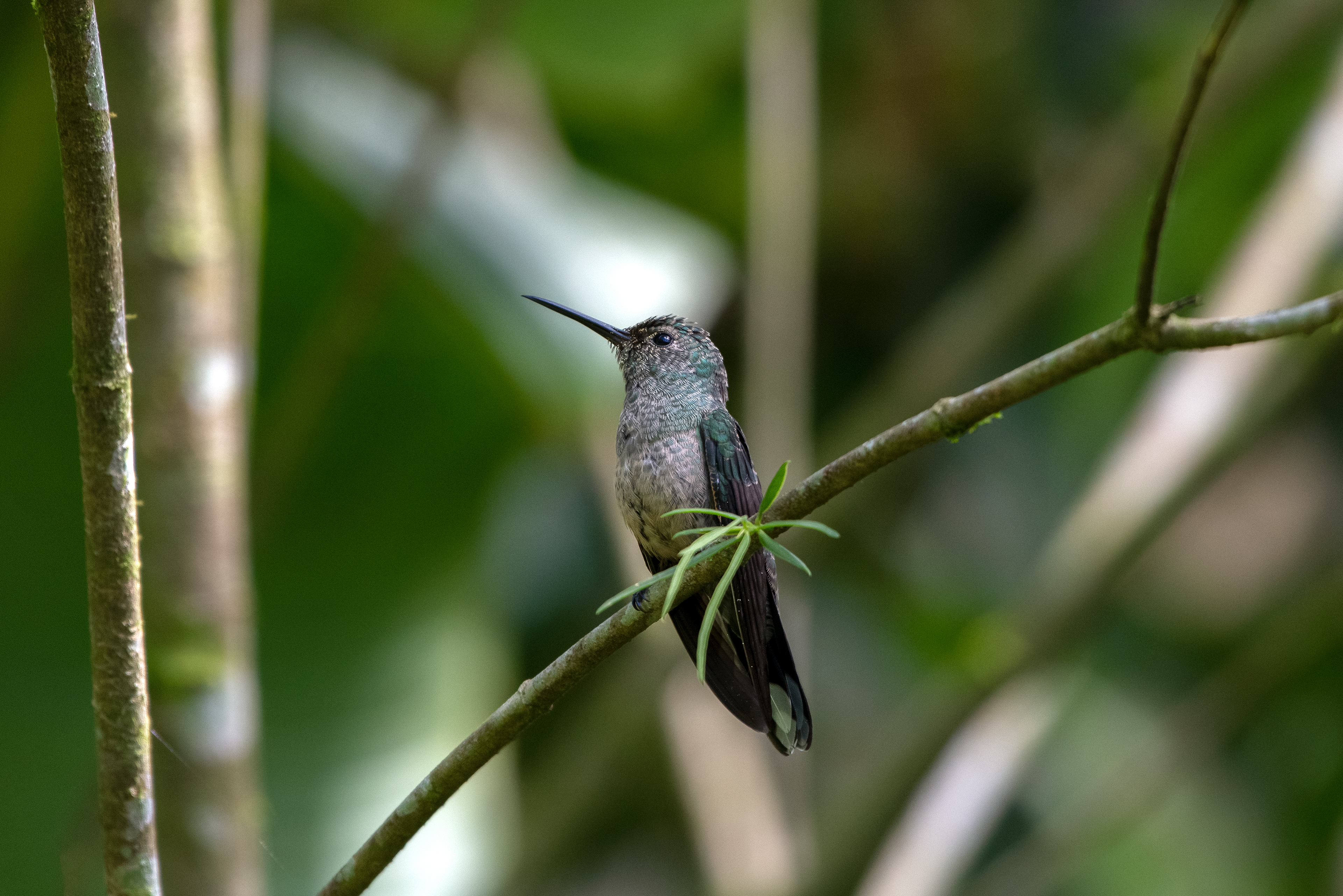 Scaley-breasted Hummingbird - Nectar and Pollen - Costa Rica