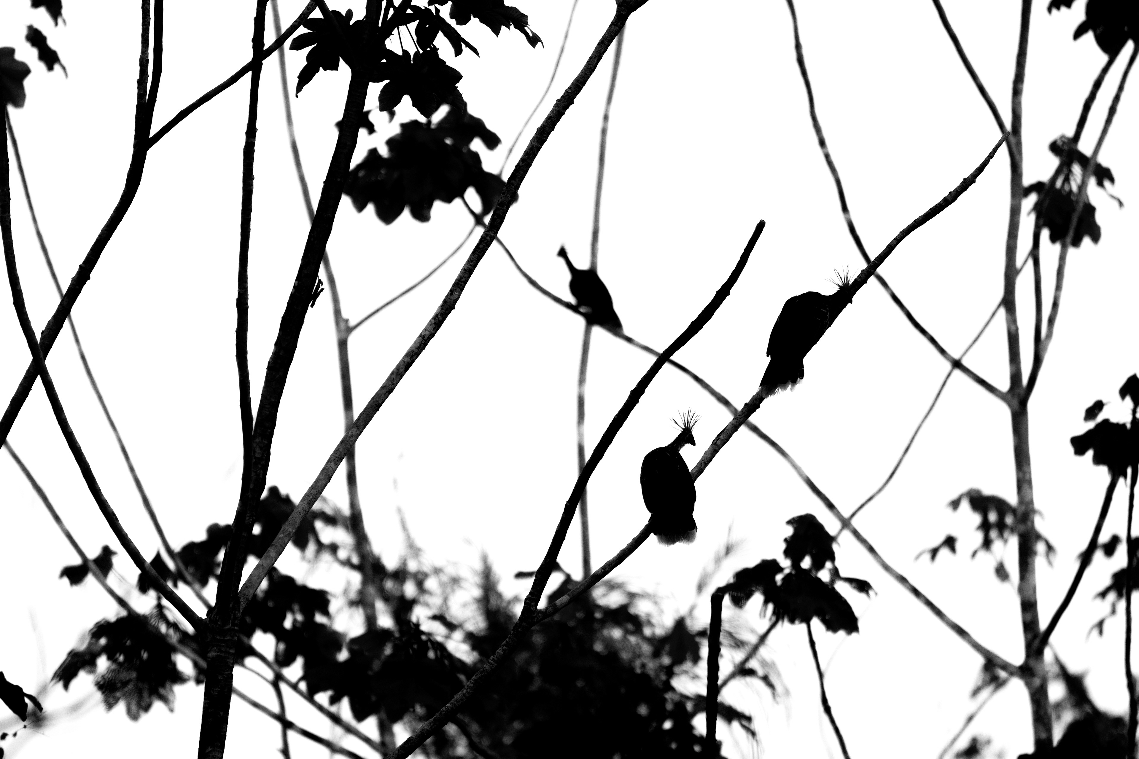 Hoatzin - silhouette Maués River - Maués, Brazil