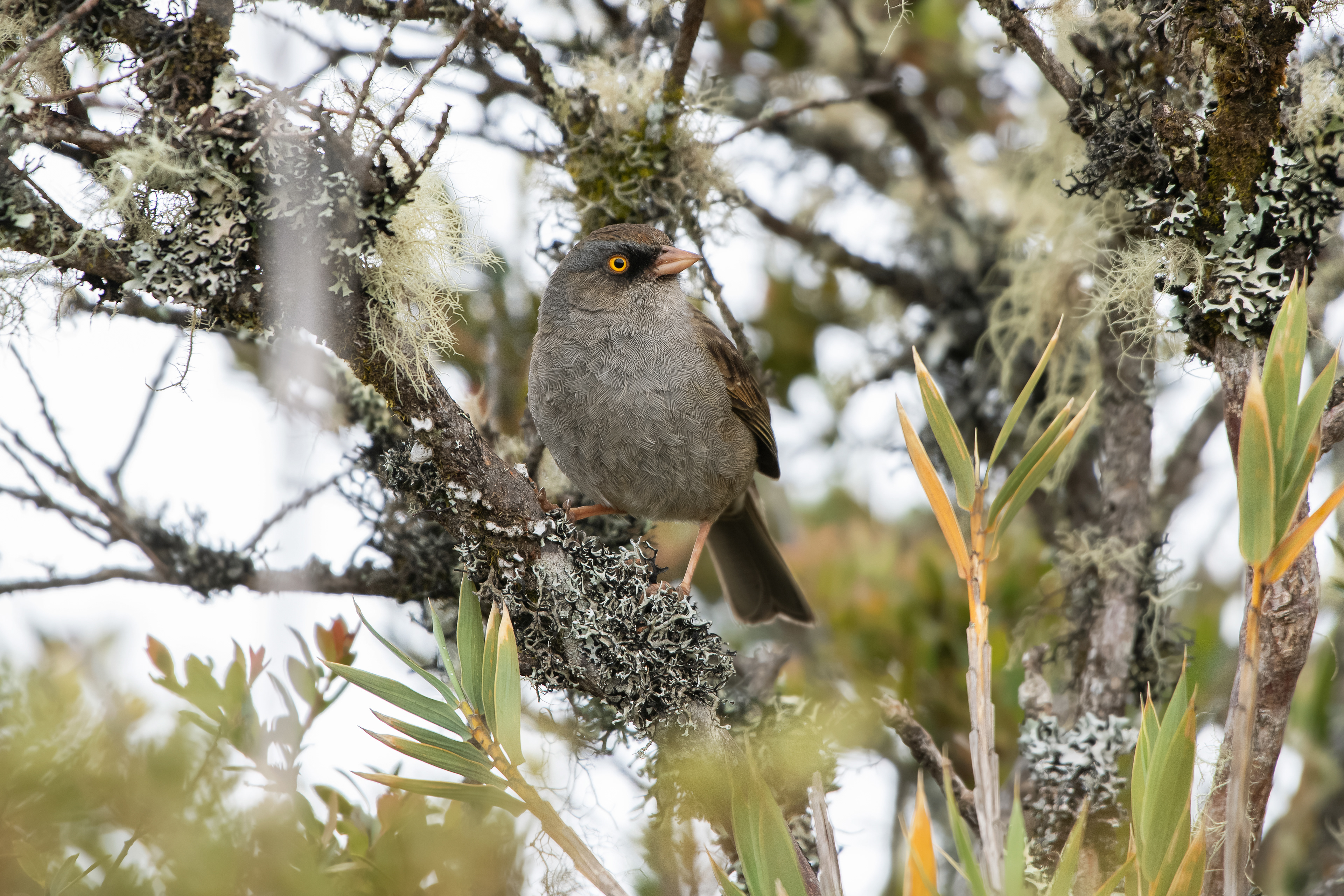 Volcano Junco - Cerro Buenavista Communication Towers - Costa Rica