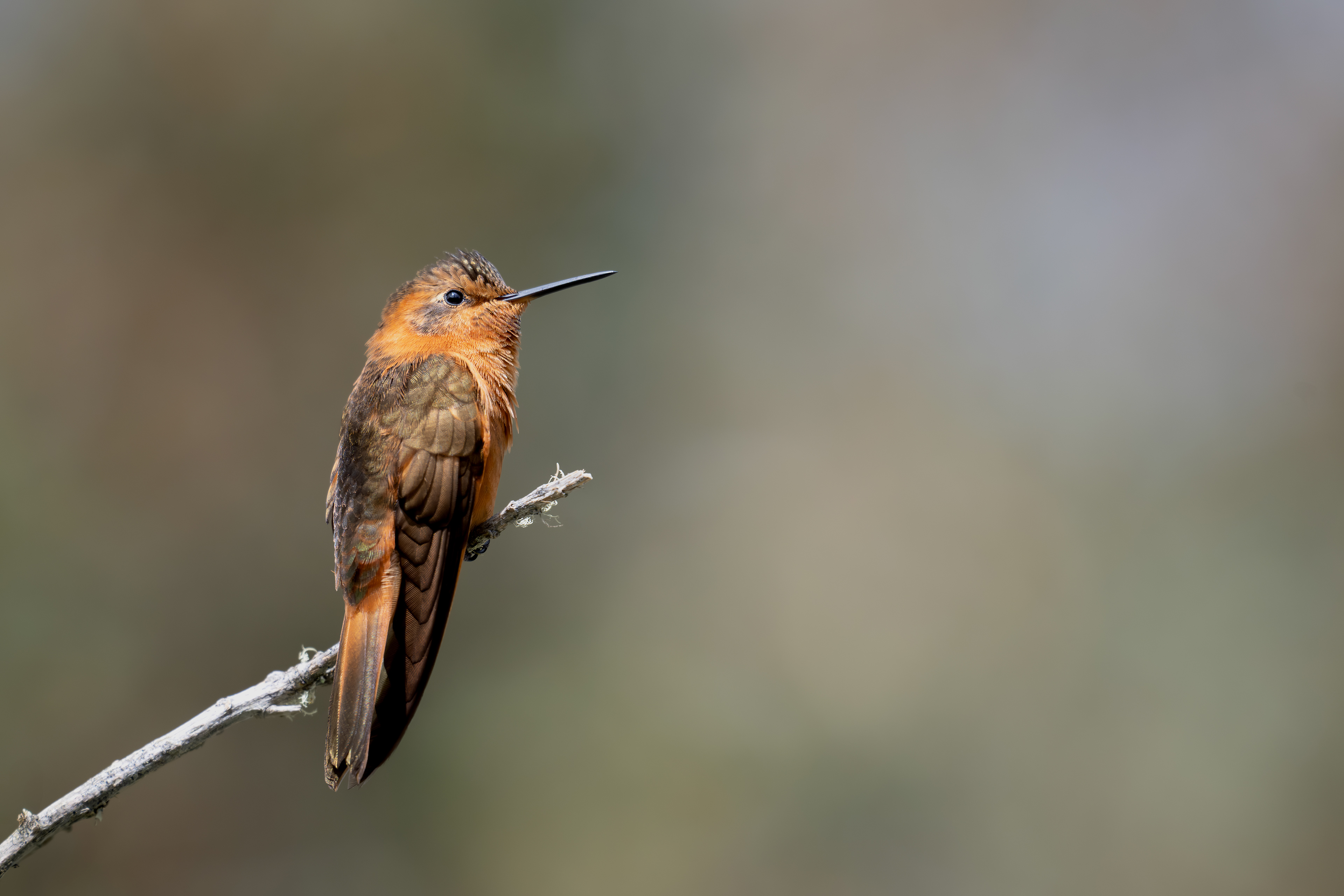 Shining Sunbeam - Hotel Termales del Ruíz - Caldas, Colombia