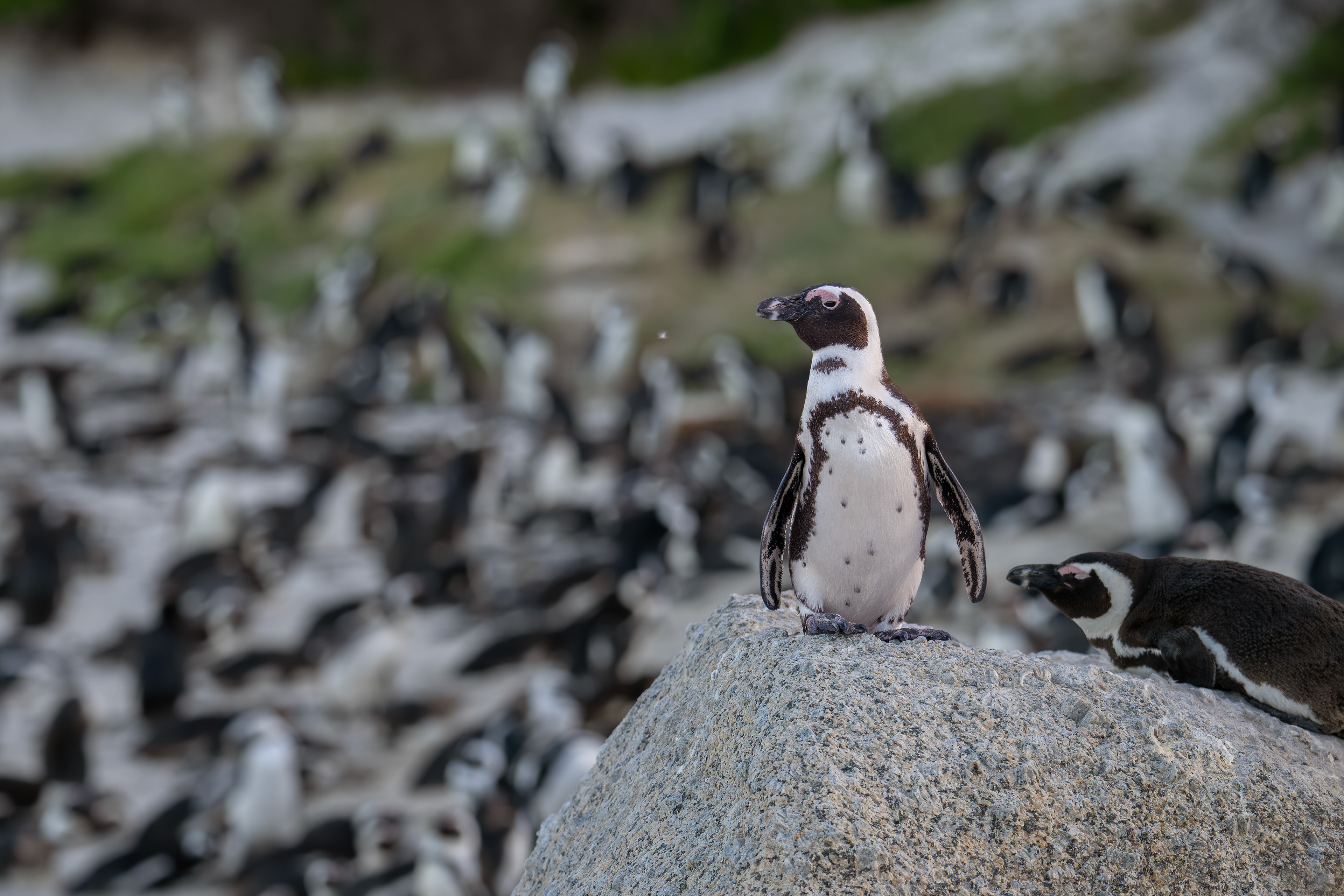 African Penguins - Boulders Beach - The Cape - South Africa