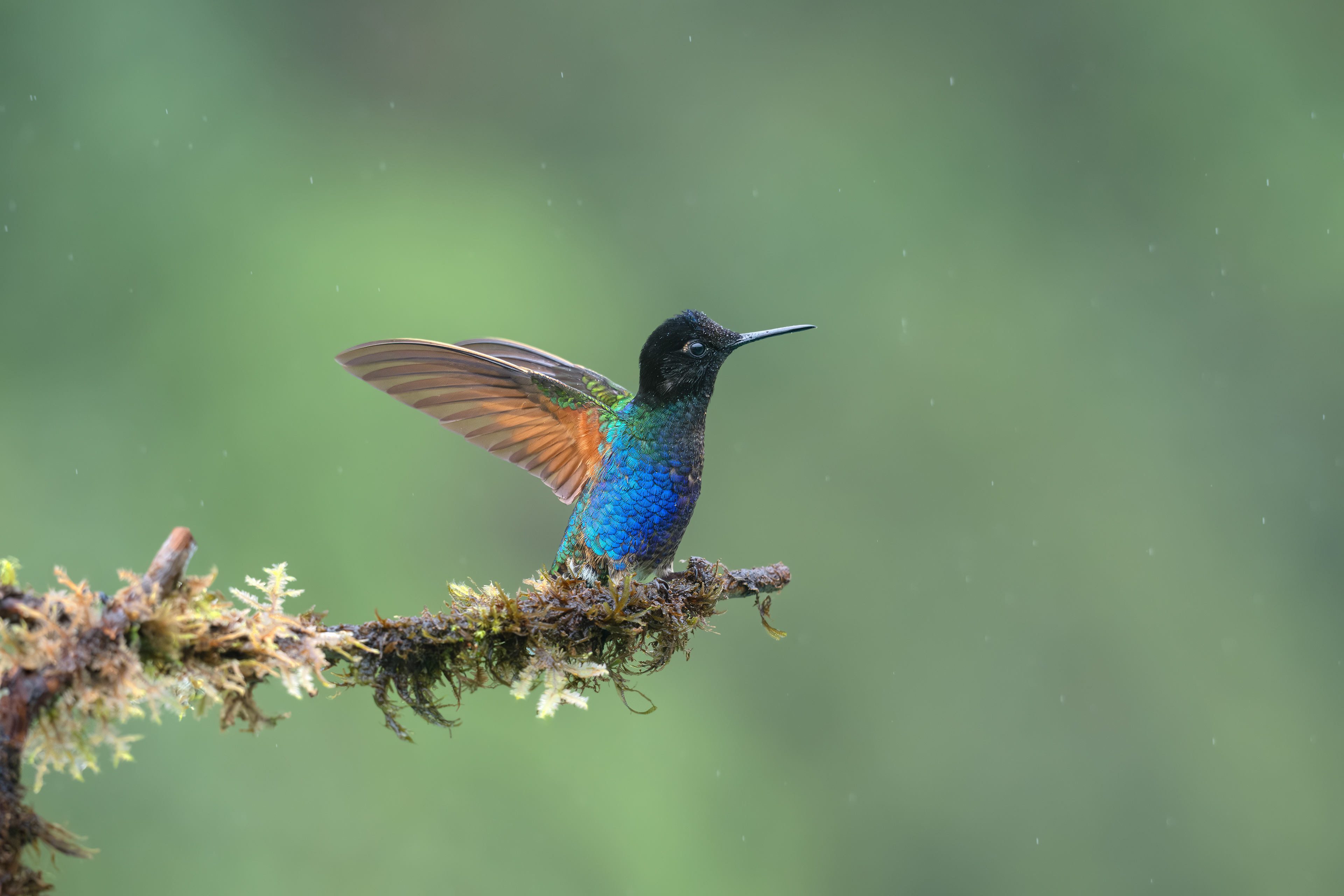 Velvet-purple Coronet - Doña Dora - Cauca, Colombia