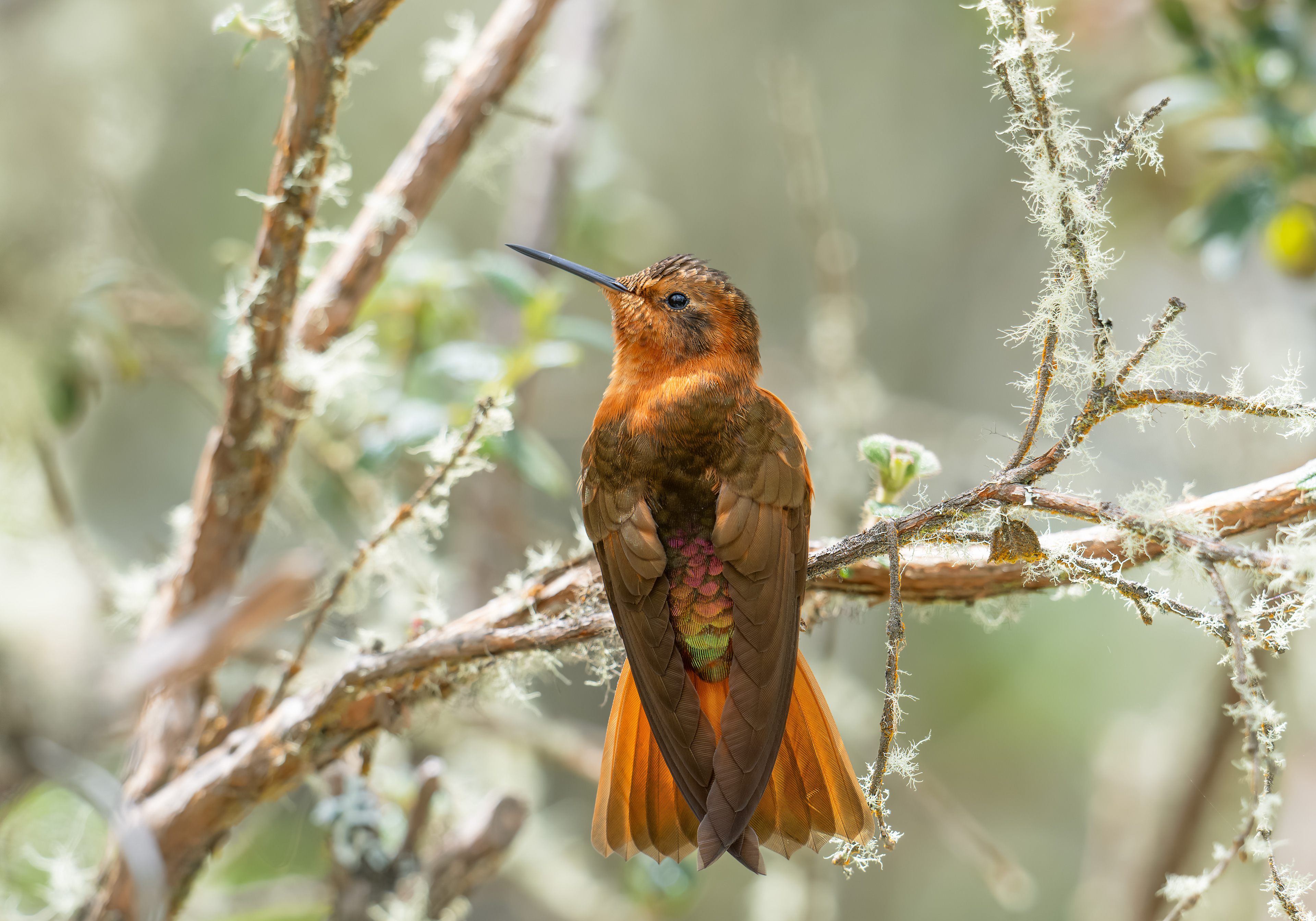 Shining Sunbeam - Hotel Termales del Ruíz - Caldas, Colombia