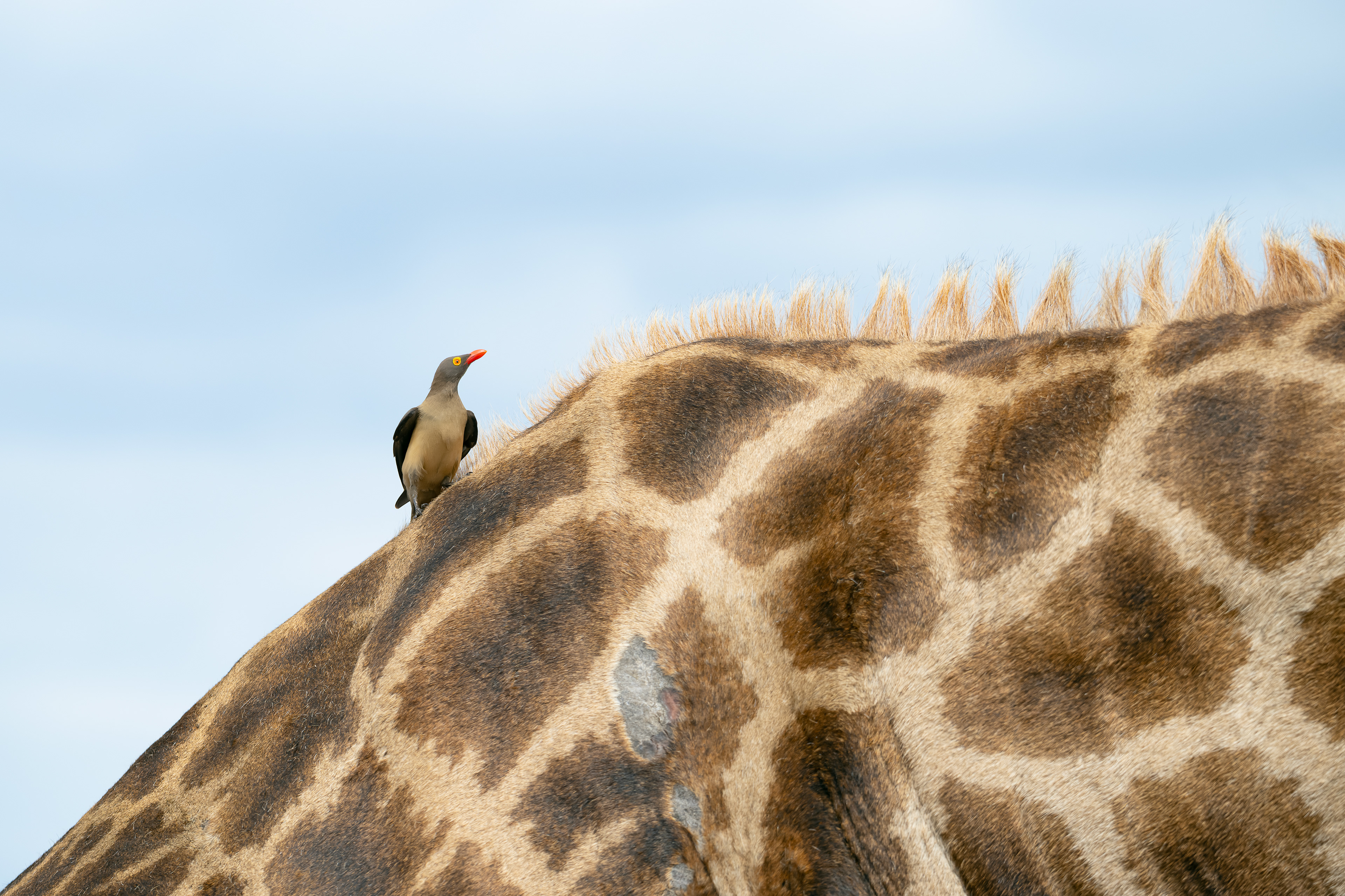 Red-billed Oxpecker on a Giraffe - Kruger National Park, South Africa