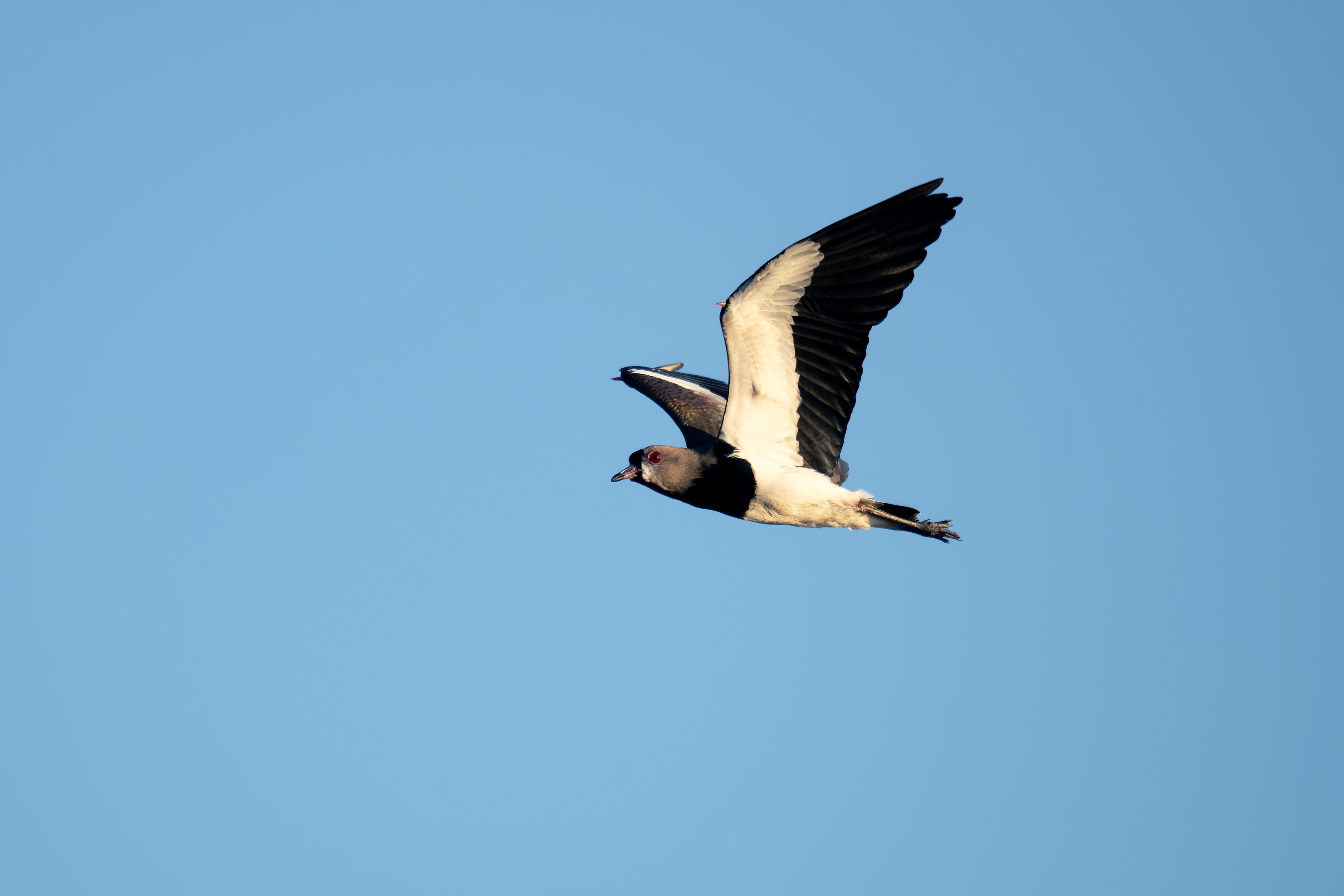 Southern Lapwing - Amazon River - Brazil