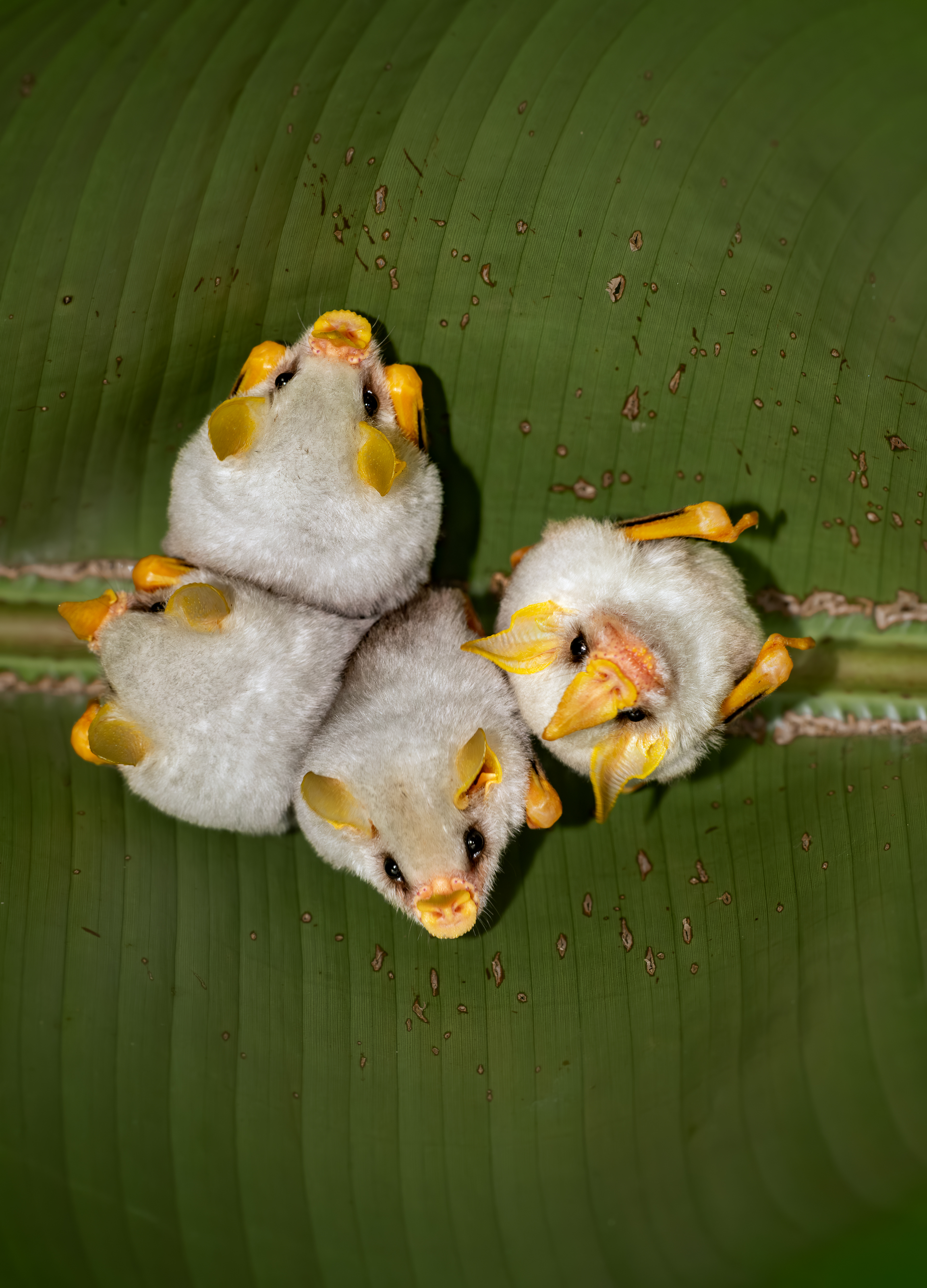 Honduran white bats - Costa Rica - Donde Cope