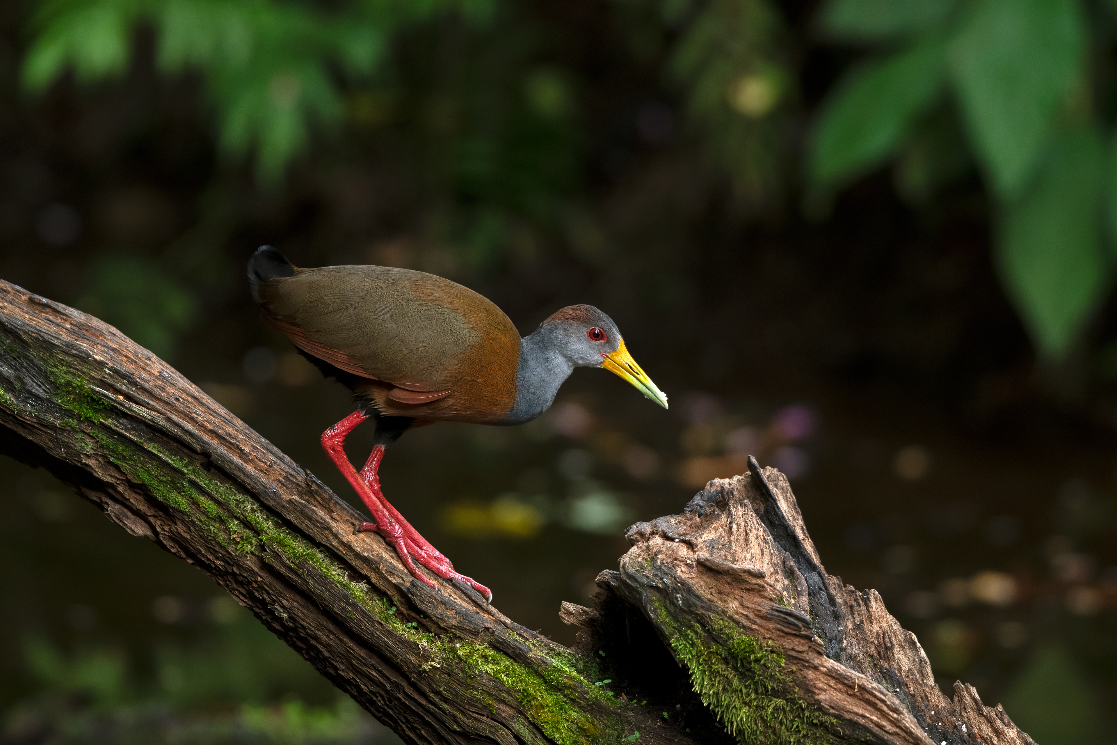 Russet-naped Wood-Rail -  Donde Cope - Costa Rica
