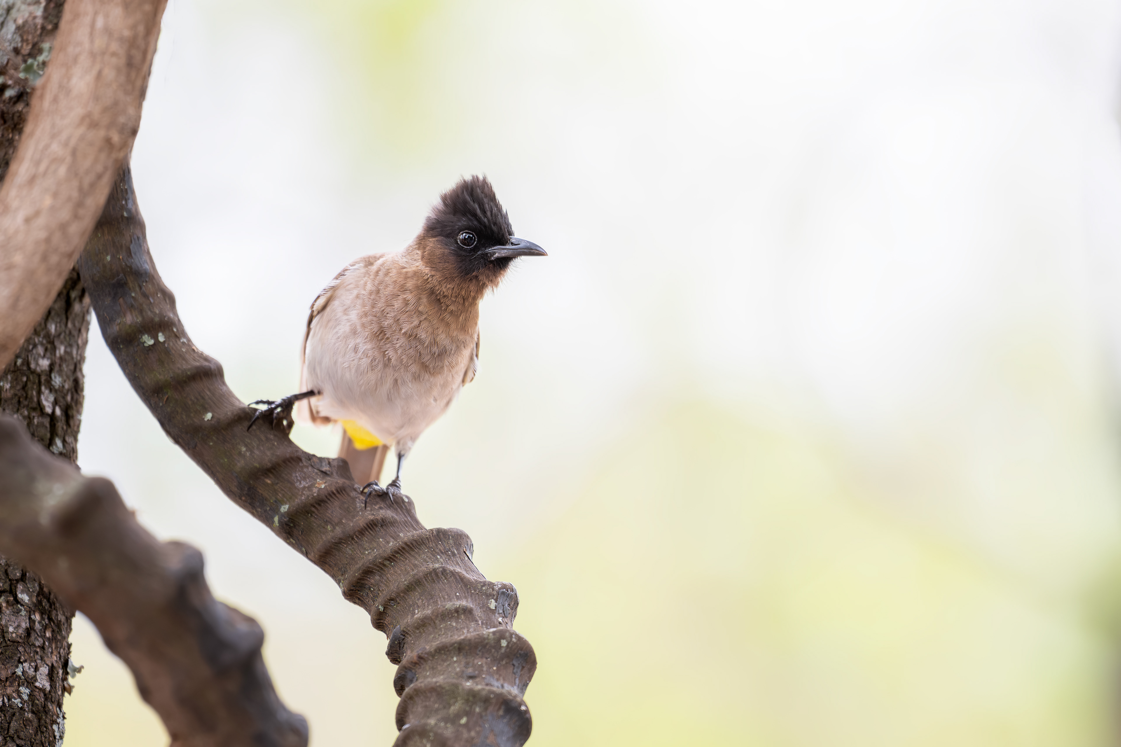 Common Bulbul - Birdsong Lodge - Marloth Park, South Africa