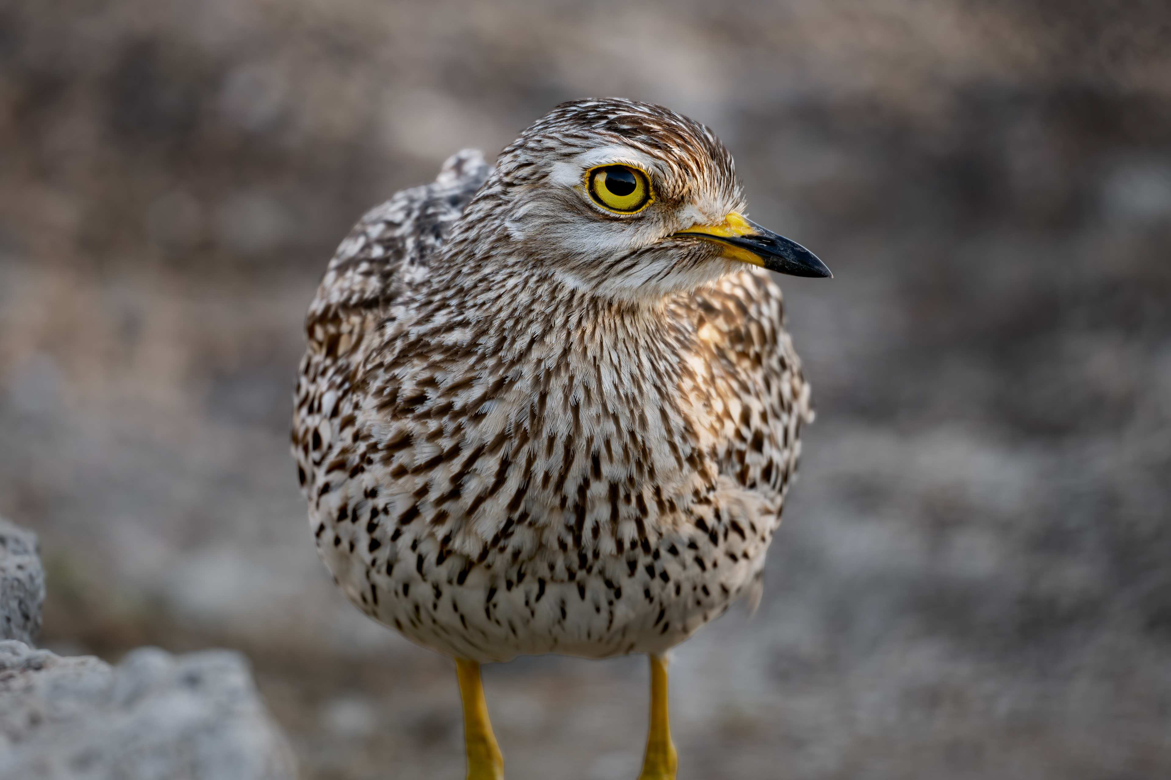 Spotted Thick-knee - Kruger National Park, South Africa