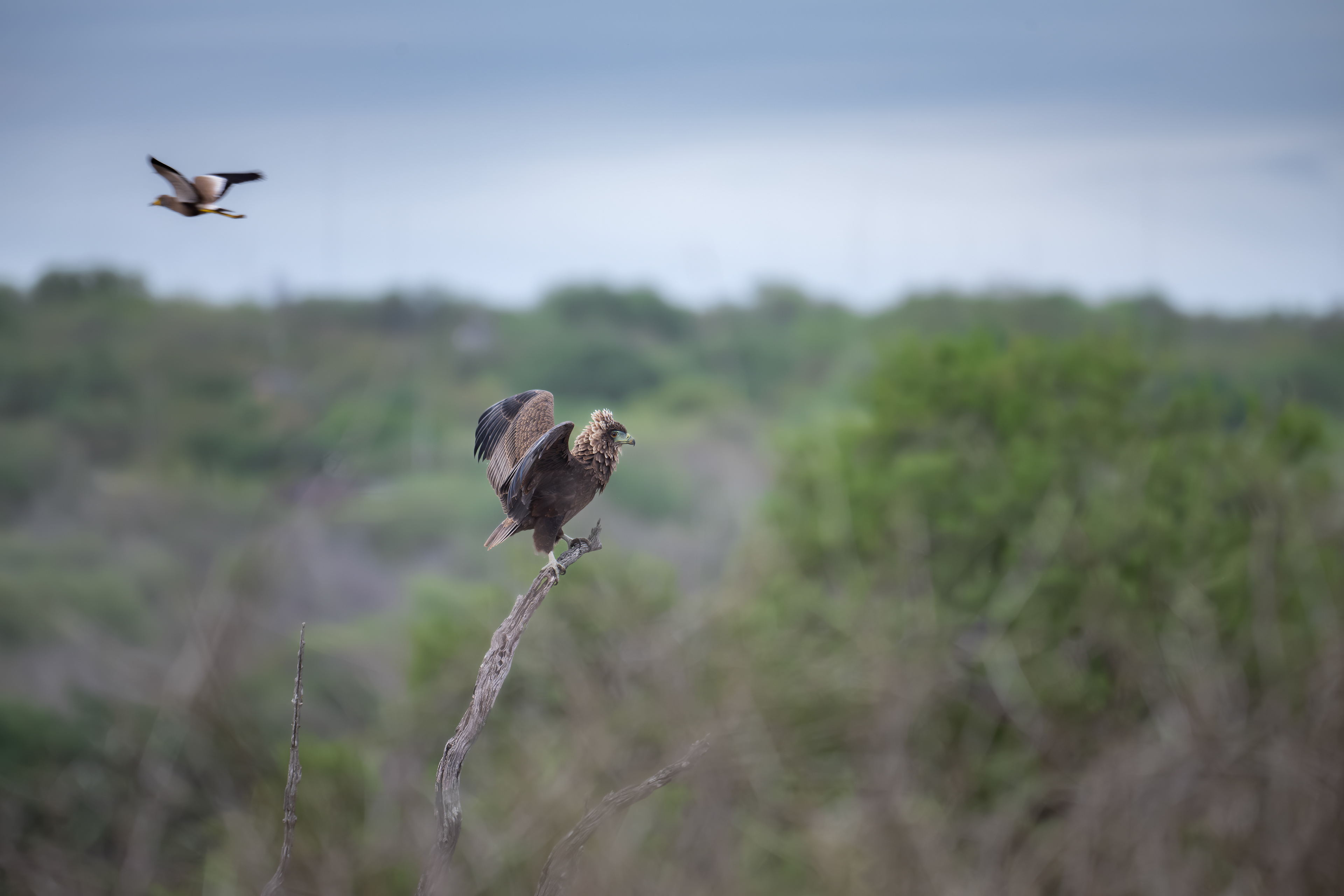 Bateleur - young - Kruger National Park, South Africa
