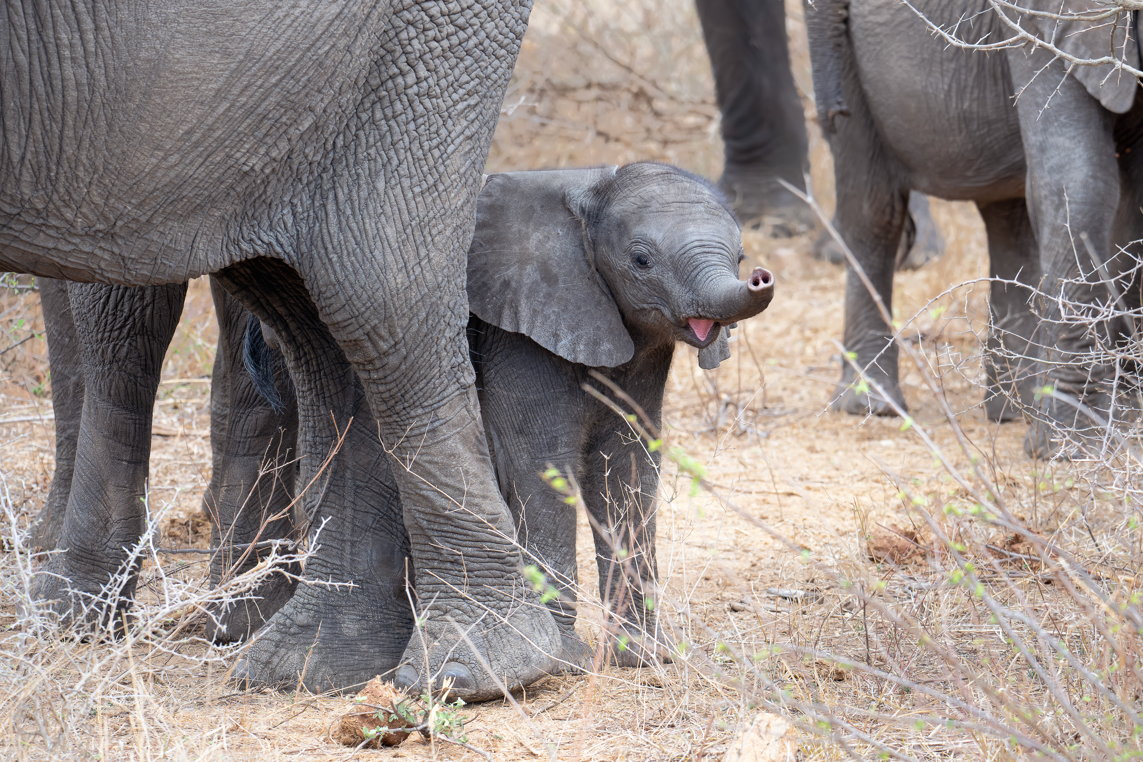 Baby Elephant - Kruger National Park, South Africa