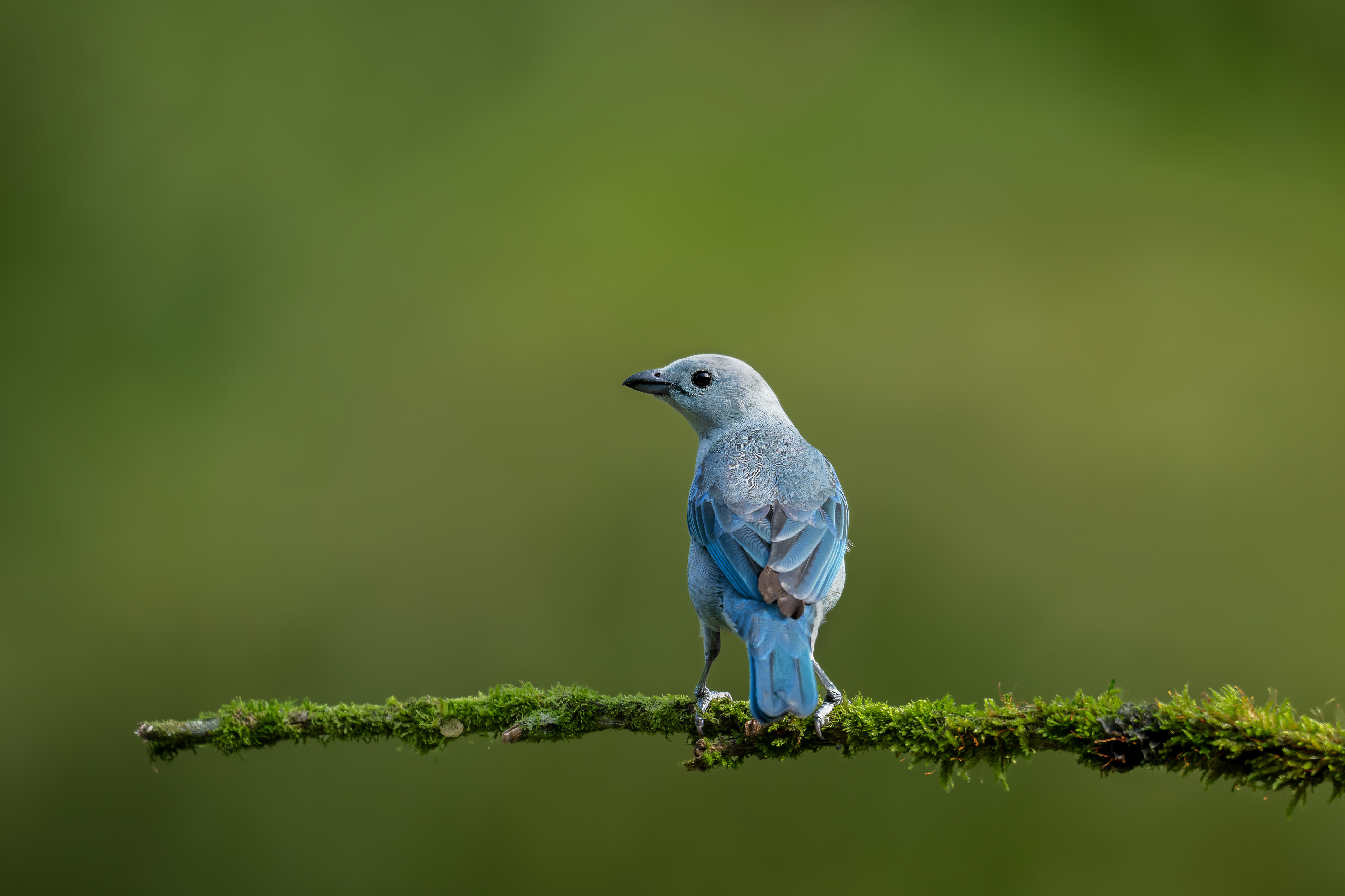 Blue-gray Tanager - Don Miguel - Demostrativa Don Miguel Reserva Natural - Caldas, Colombia