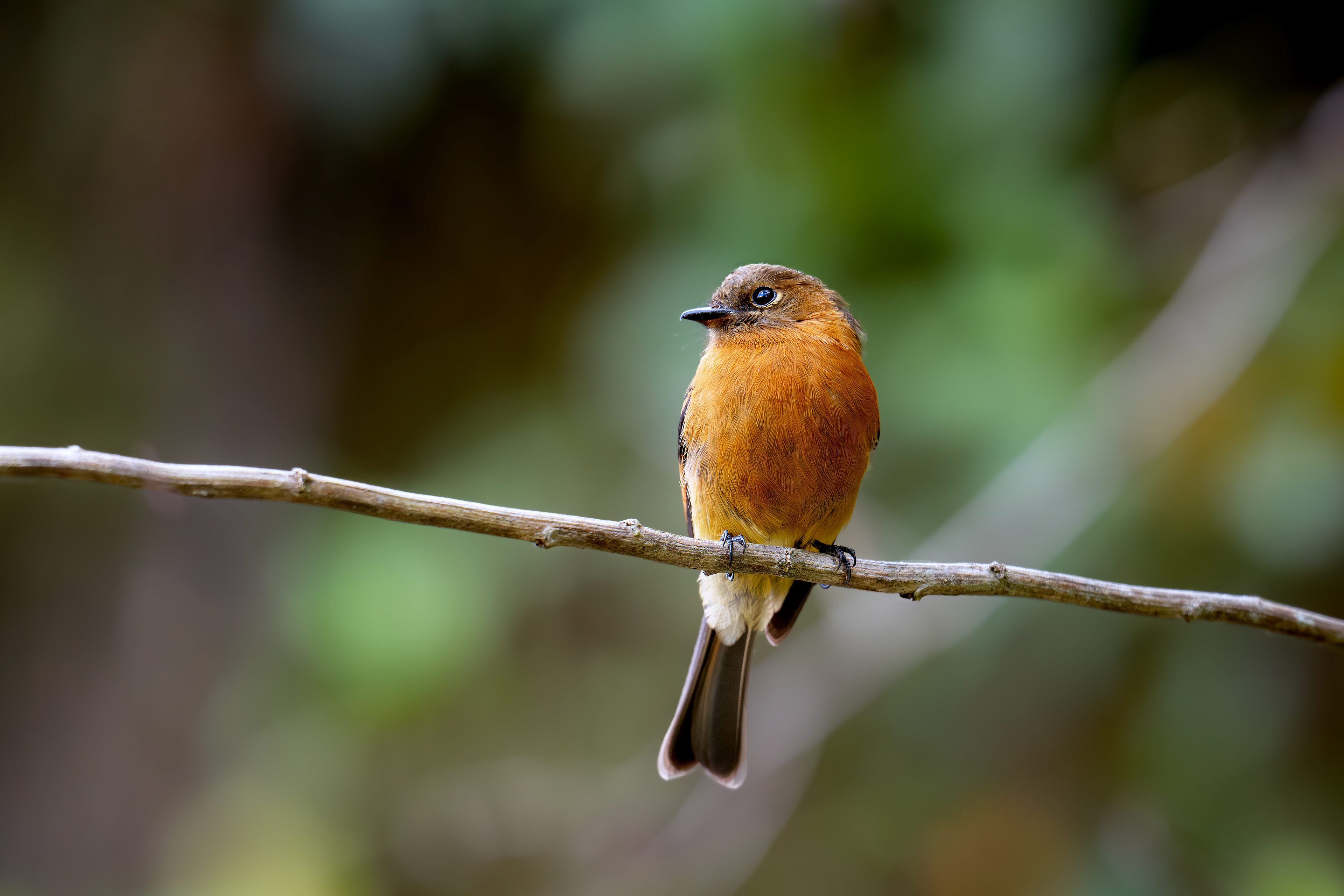 Cinnamon Flycatcher - Potosí, Cajamarca - Tolima - Colombia