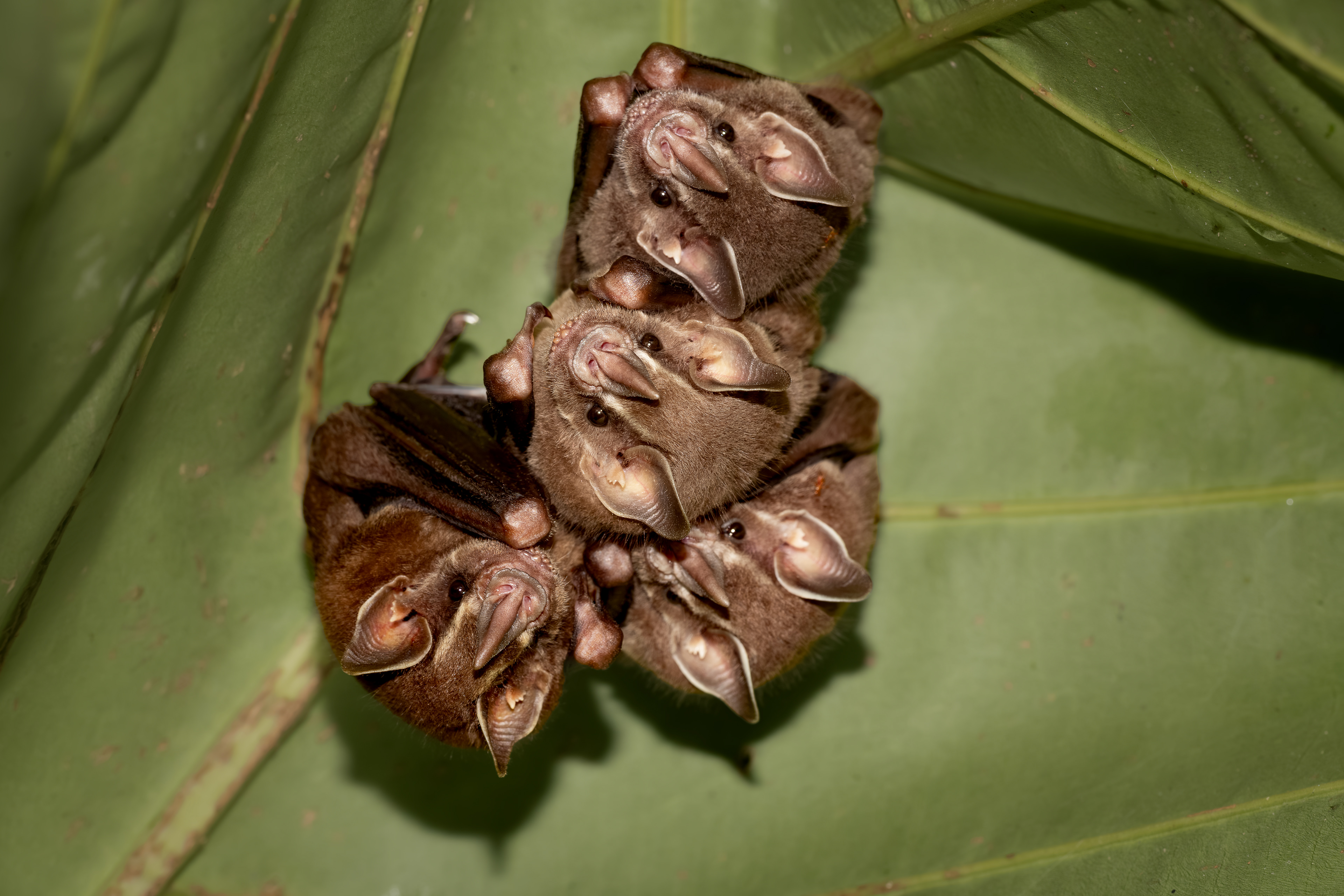 Tent Making Bat - Flores Forest - Coast Rica - Donde Cope