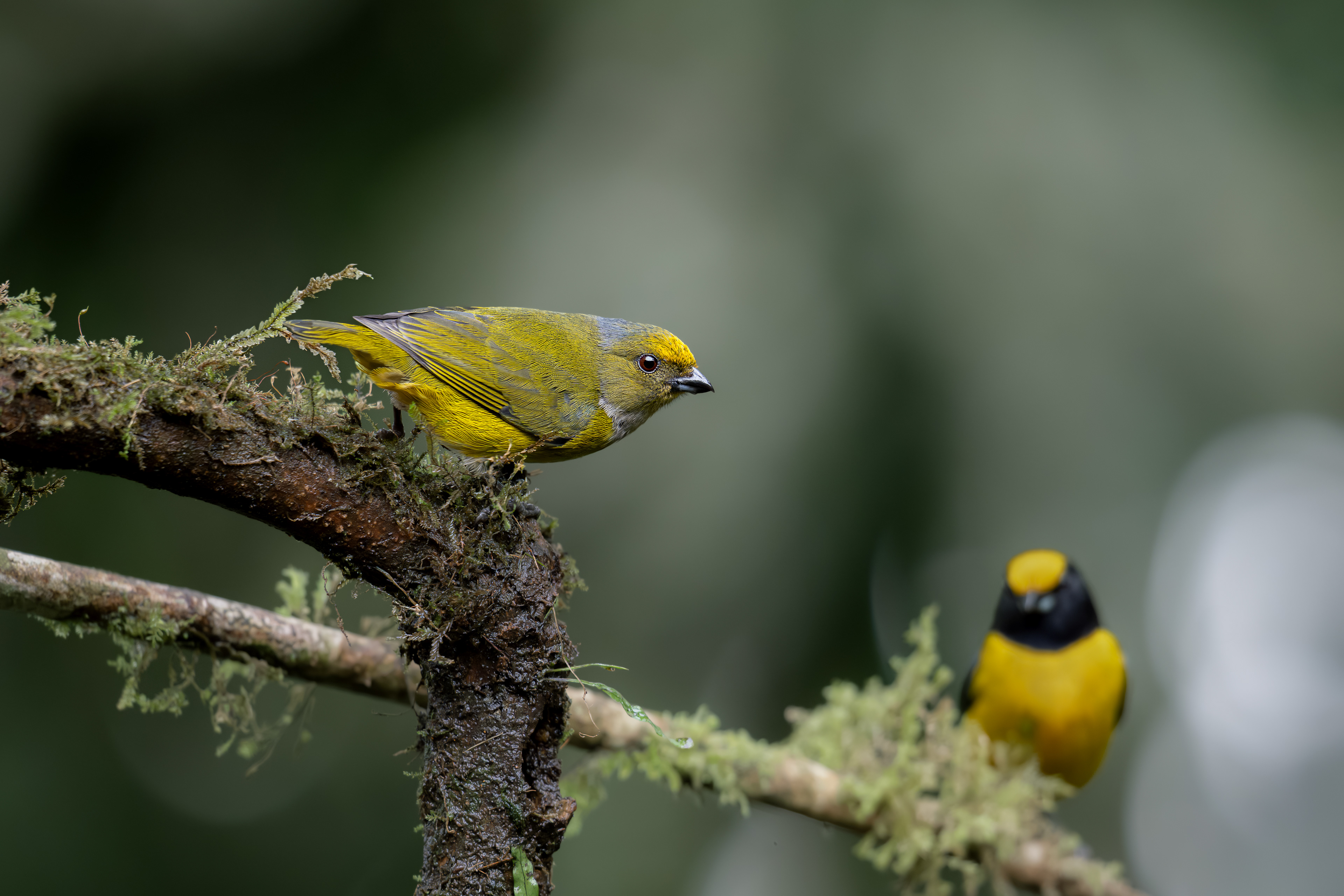 Orange-bellied Euphonia - female - San Felipe - Cauca, Colombia