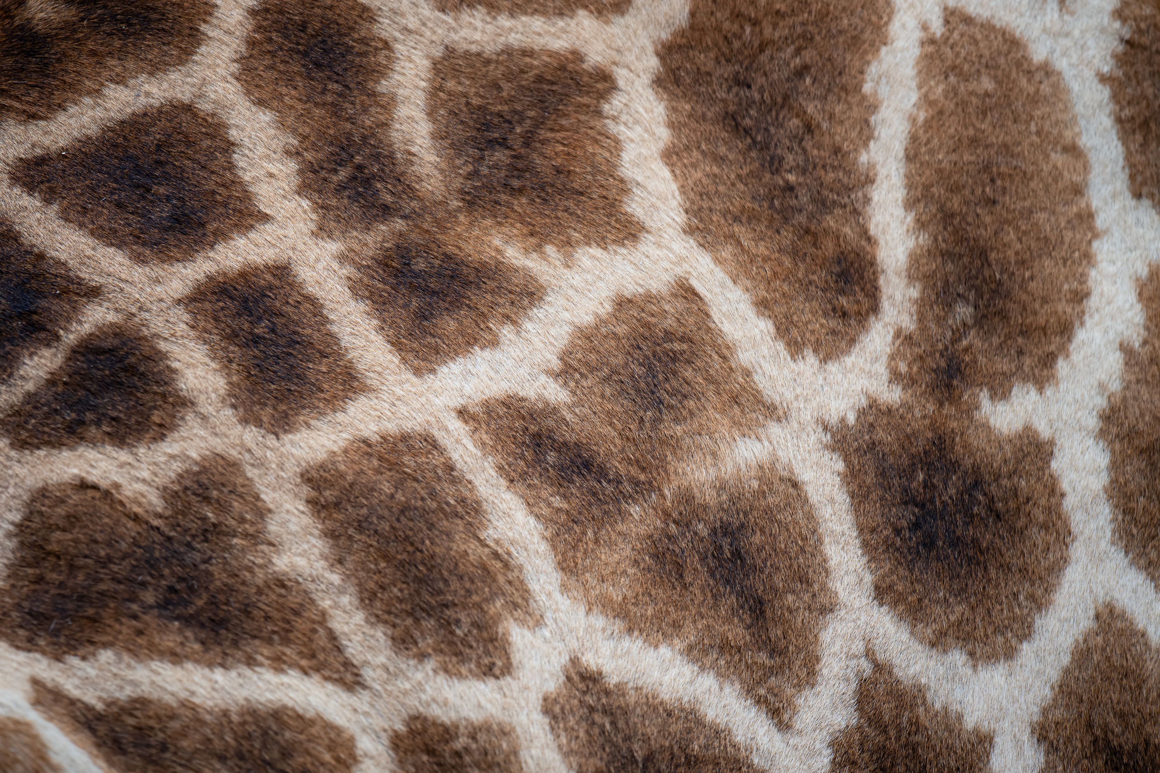 Giraffe - close up - Kruger National Park, South Africa