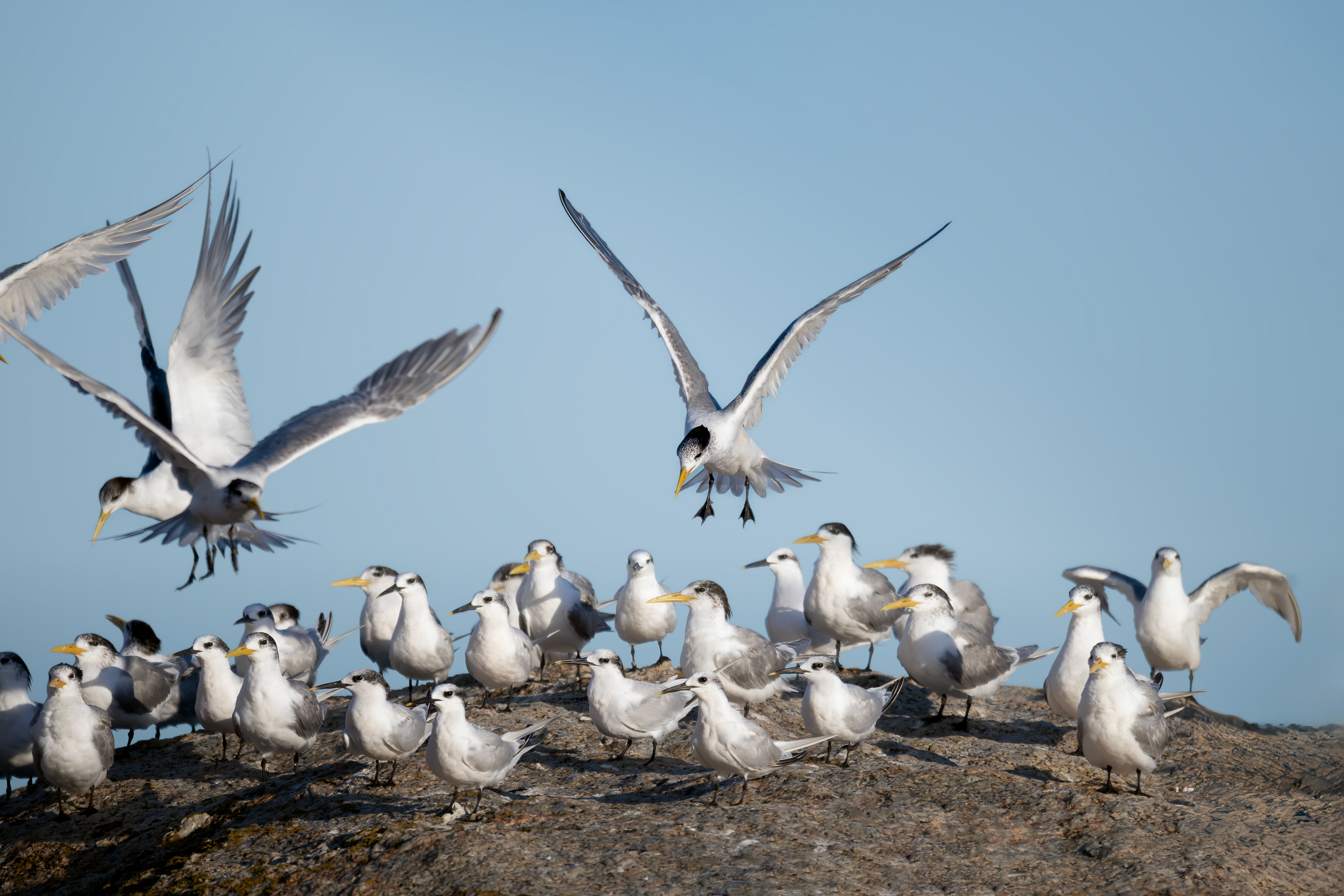 Great Creasted Tern - Boulders Beach - The Cape, South Africa